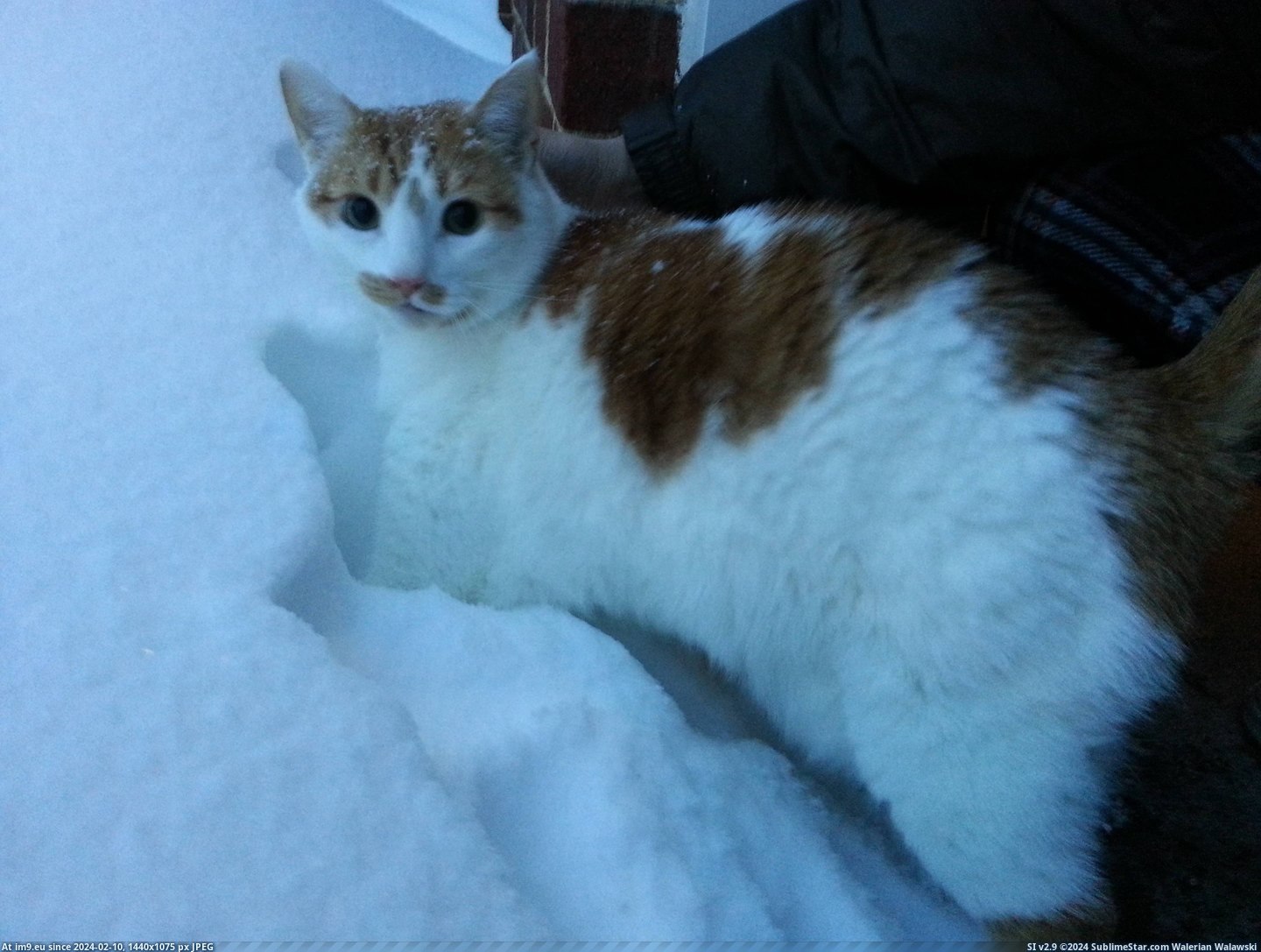 #Cats #Boy #Checking #Driveway #Mccow #Baby #Snow [Cats] Here's McCow, our 20lbs 'baby' boy, checking out the snow in our driveway! Pic. (Image of album My r/CATS favs))