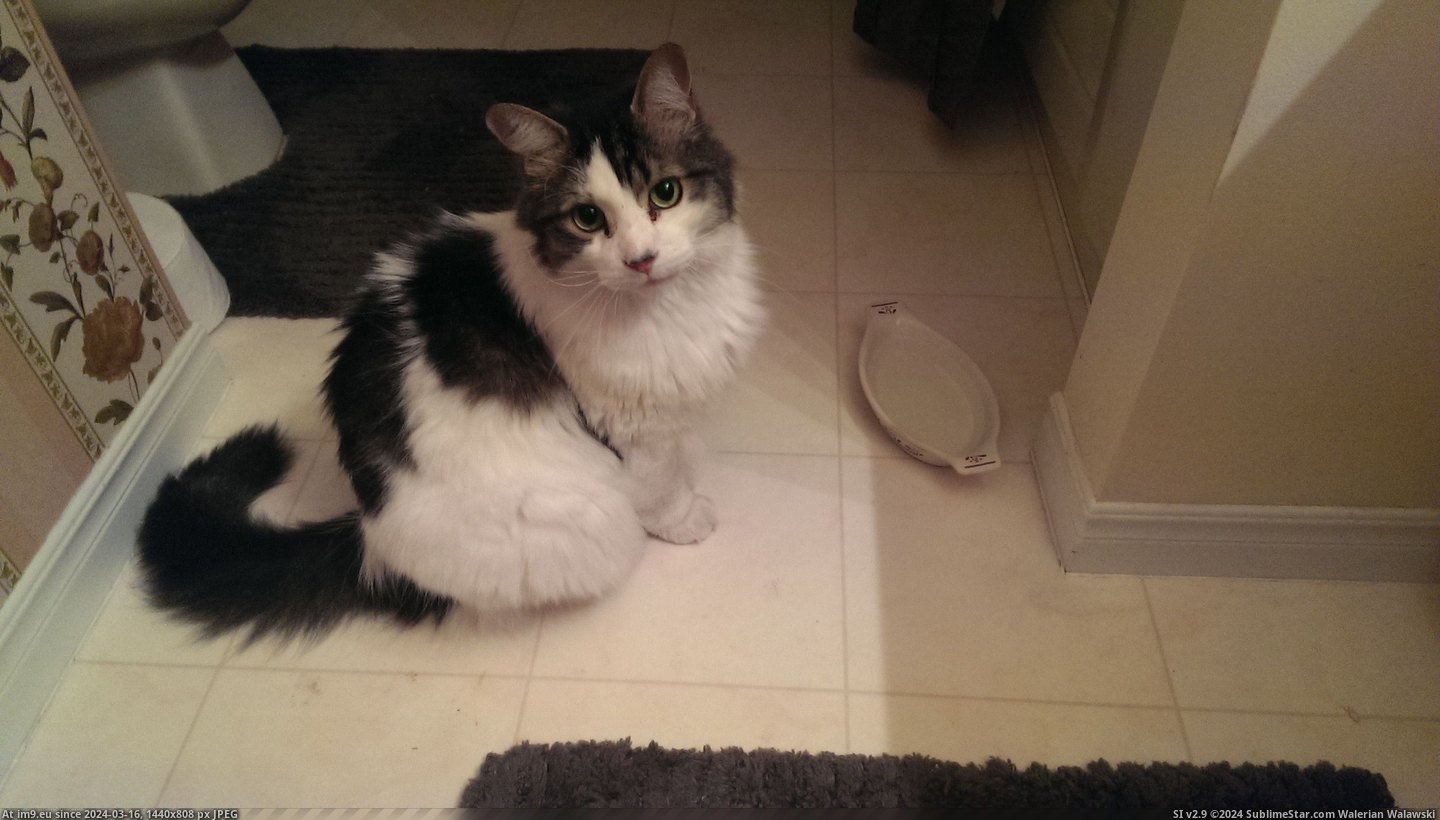 #Cats #Was #Full #Water #Completely #Staring #Nee #Nan #Told #Asked #Sitting #Bowl [Cats] His water bowl was completely full. I asked my nan why he was just sitting there staring at me and she told me that I nee Pic. (Image of album My r/CATS favs))