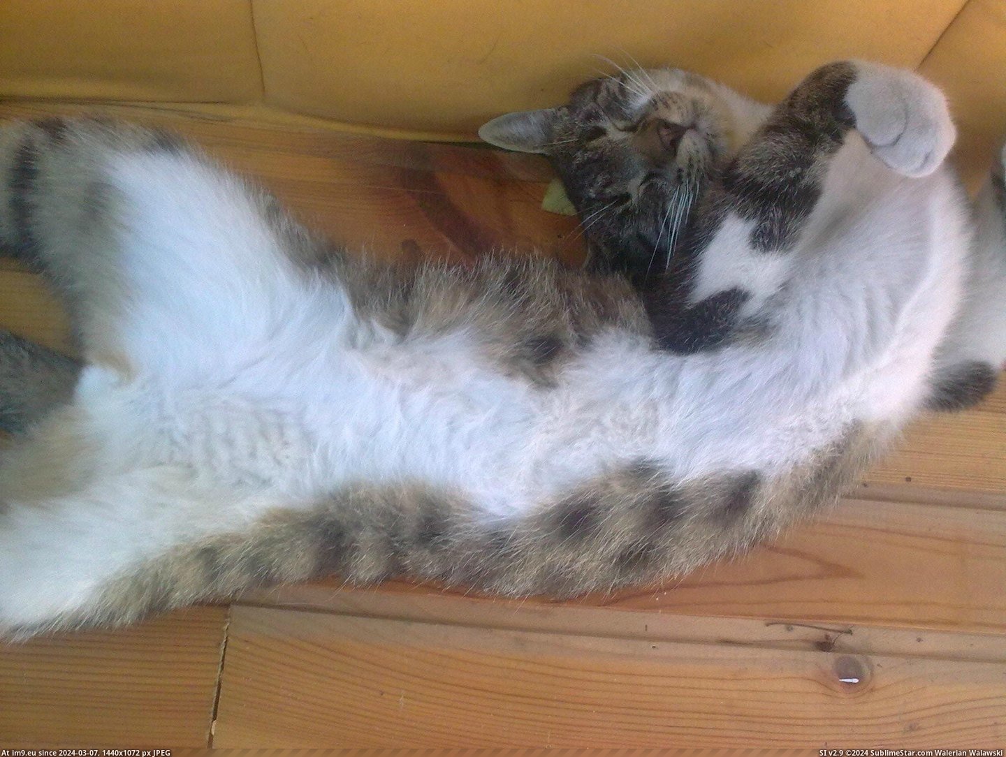 #Cats #Show #Rubs #Way #Belly [Cats] His way to show he wants belly rubs. Pic. (Bild von album My r/CATS favs))