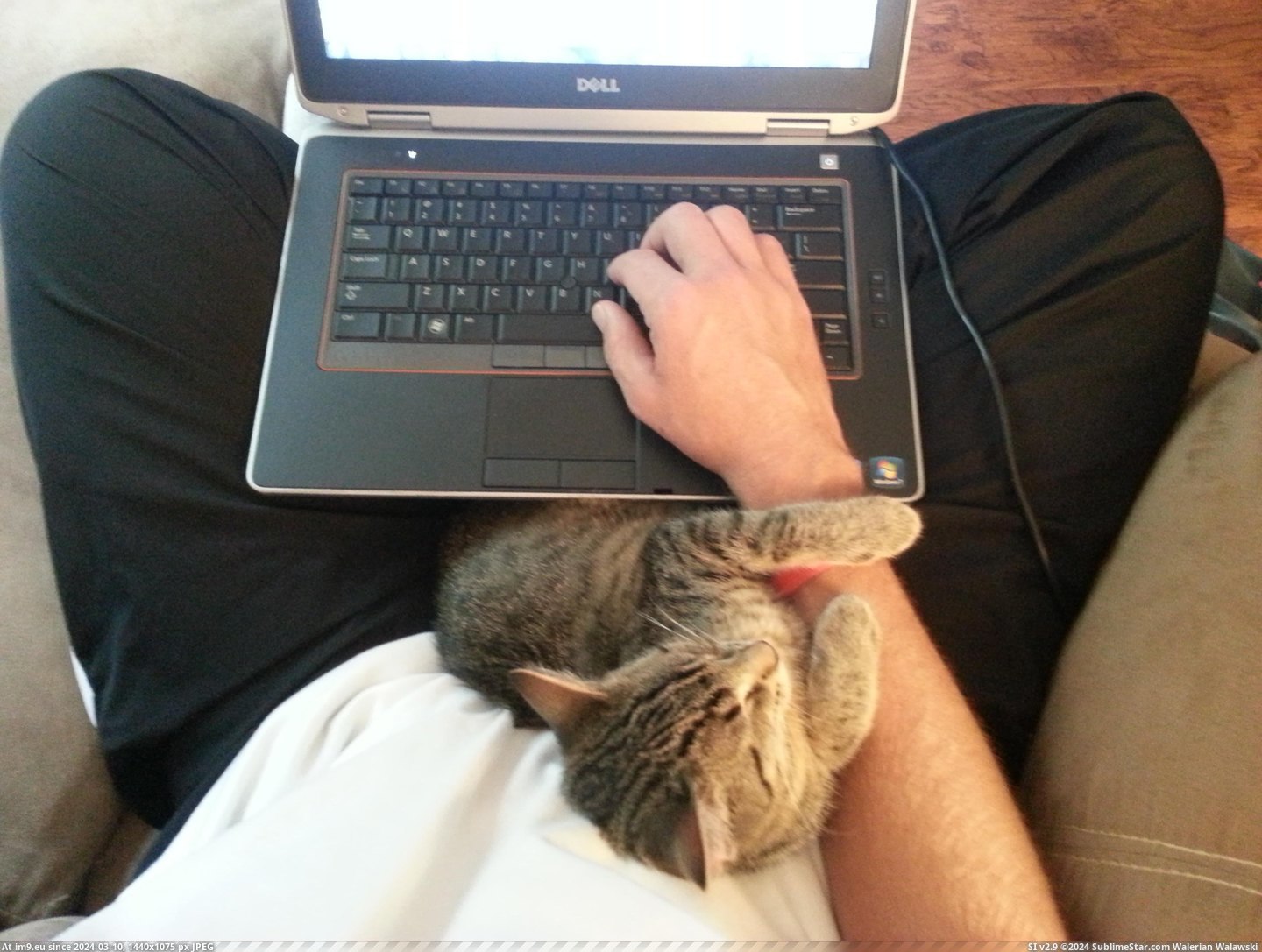 #Cats  #Work [Cats] How I work from home Pic. (Obraz z album My r/CATS favs))