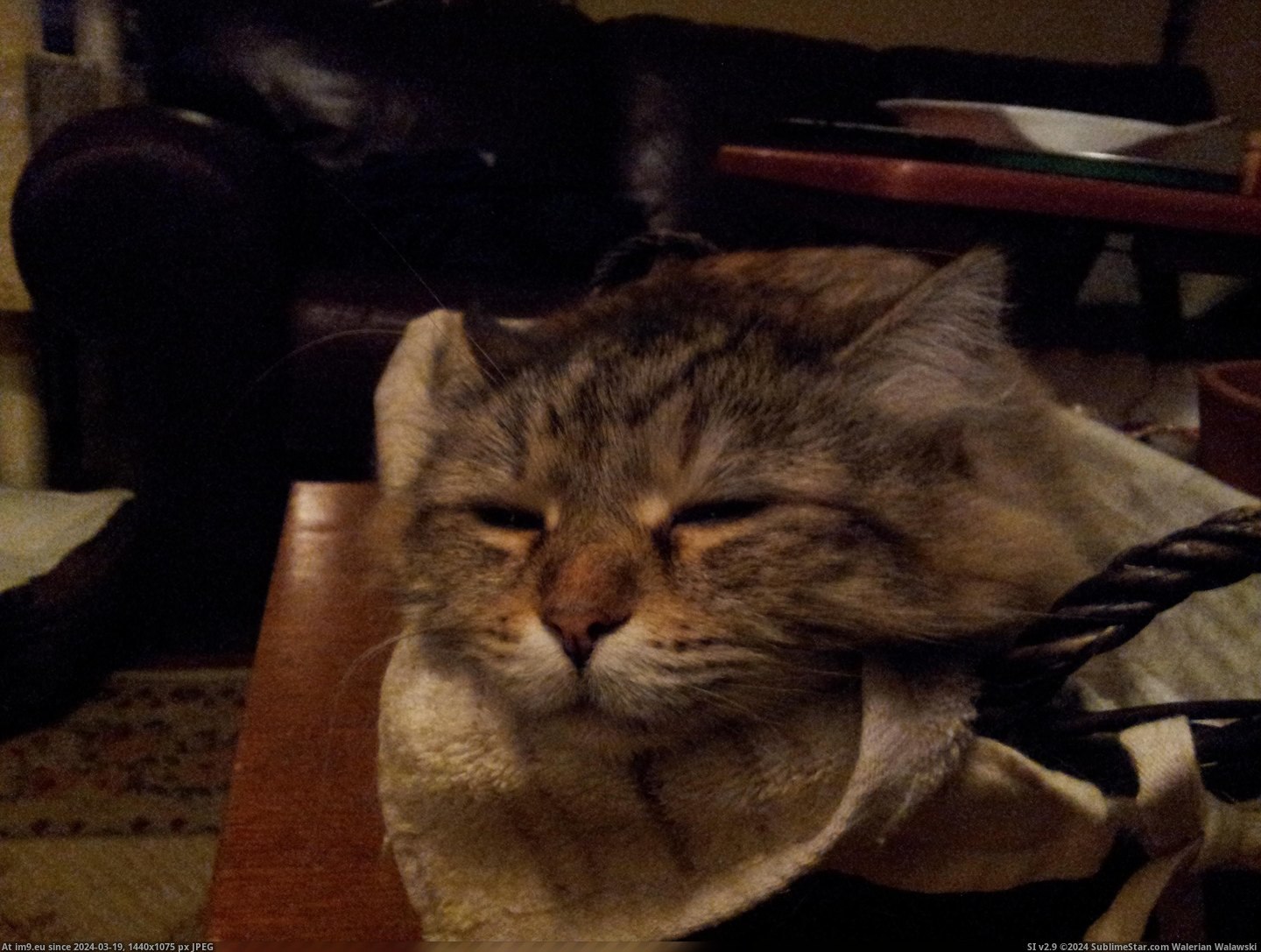 #Cats #How #Kisa #Sits #Sleeps [Cats] How Kisa sits and sleeps 13 Pic. (Изображение из альбом My r/CATS favs))