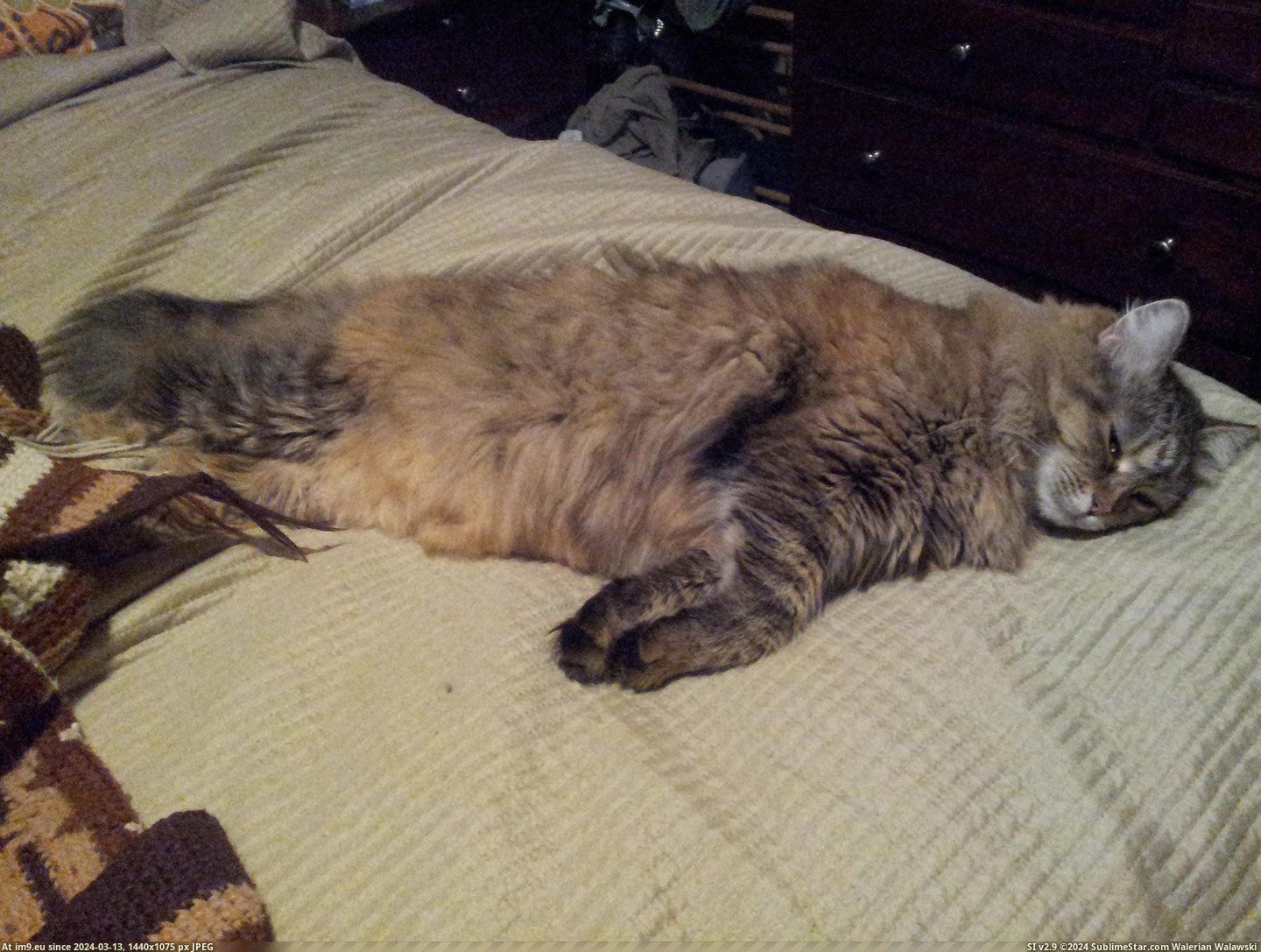 #Cats #How #Kisa #Sits #Sleeps [Cats] How Kisa sits and sleeps 6 Pic. (Изображение из альбом My r/CATS favs))