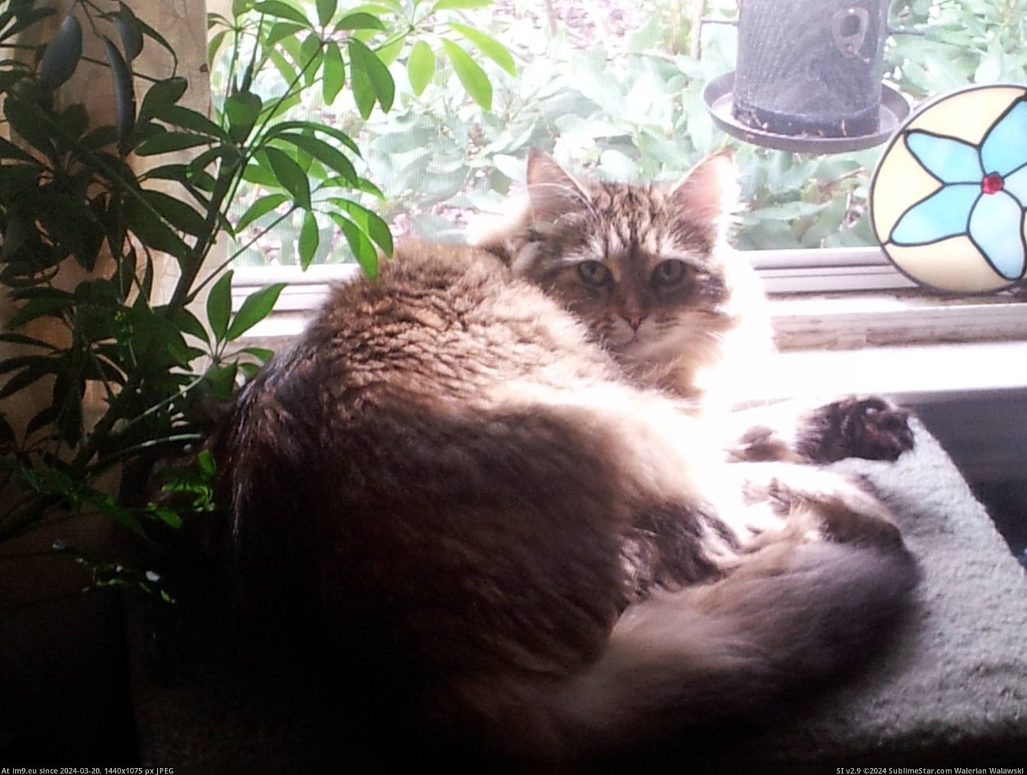 #Cats #How #Kisa #Sits #Sleeps [Cats] How Kisa sits and sleeps 9 Pic. (Изображение из альбом My r/CATS favs))