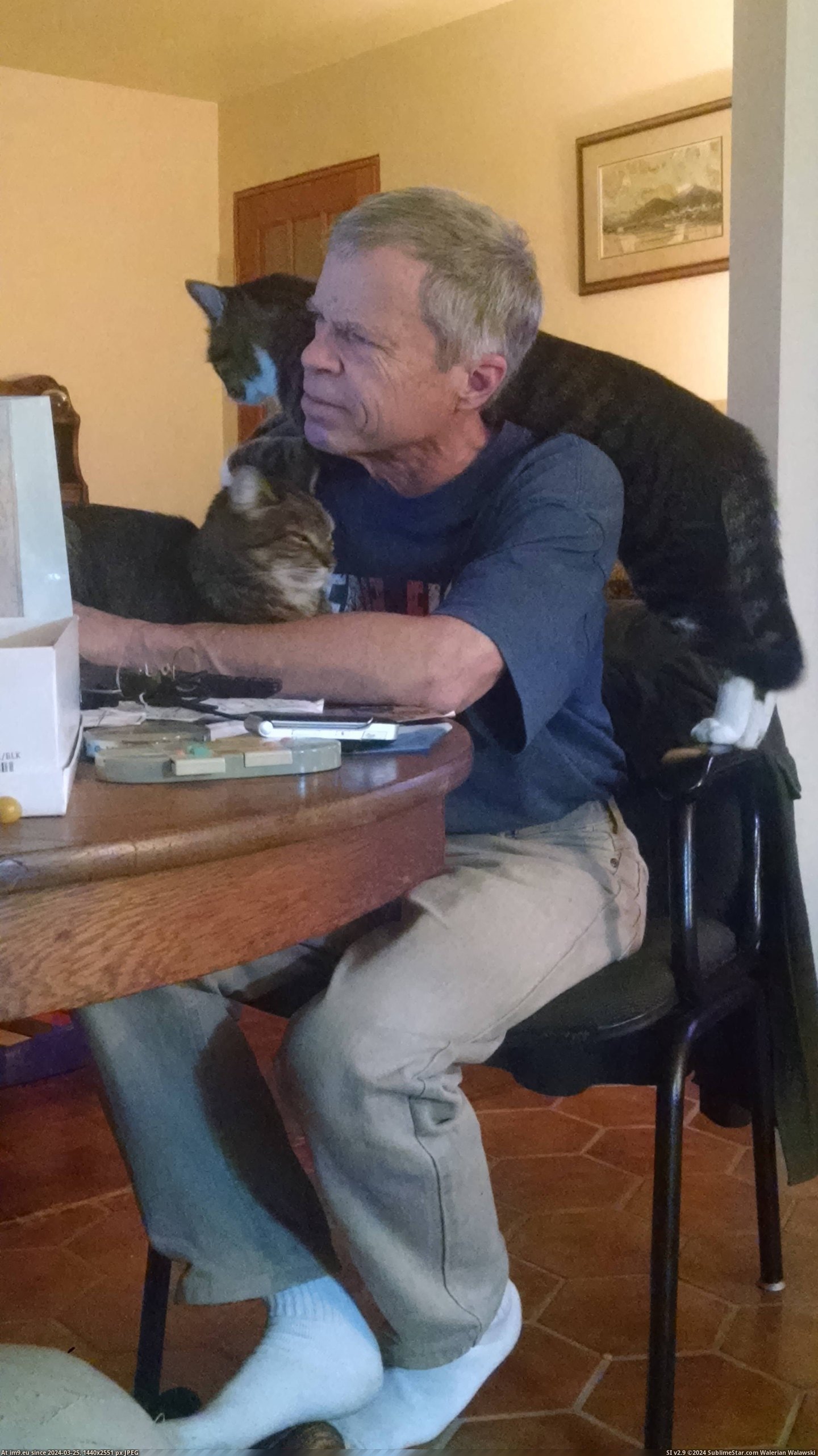 #Cats #Uncle #Works [Cats] How my uncle works from home Pic. (Image of album My r/CATS favs))