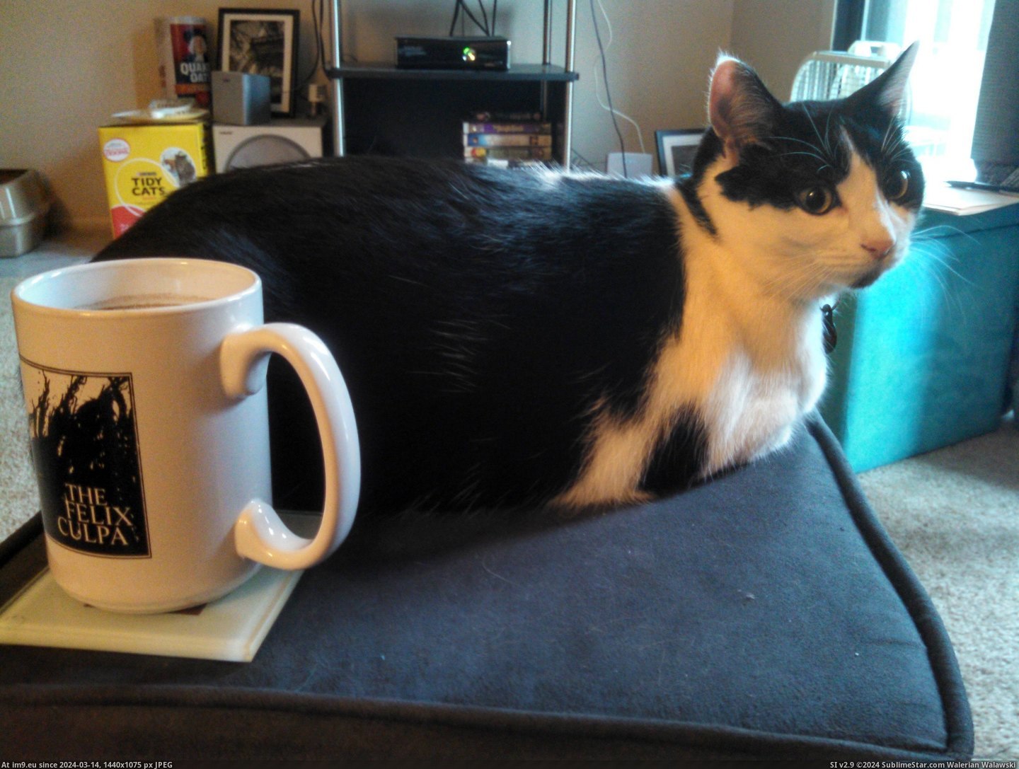 #Cats #Coffee #Buttwarmer #Calls #Zoey [Cats] I call it coffee, Zoey calls it a buttwarmer. Pic. (Obraz z album My r/CATS favs))