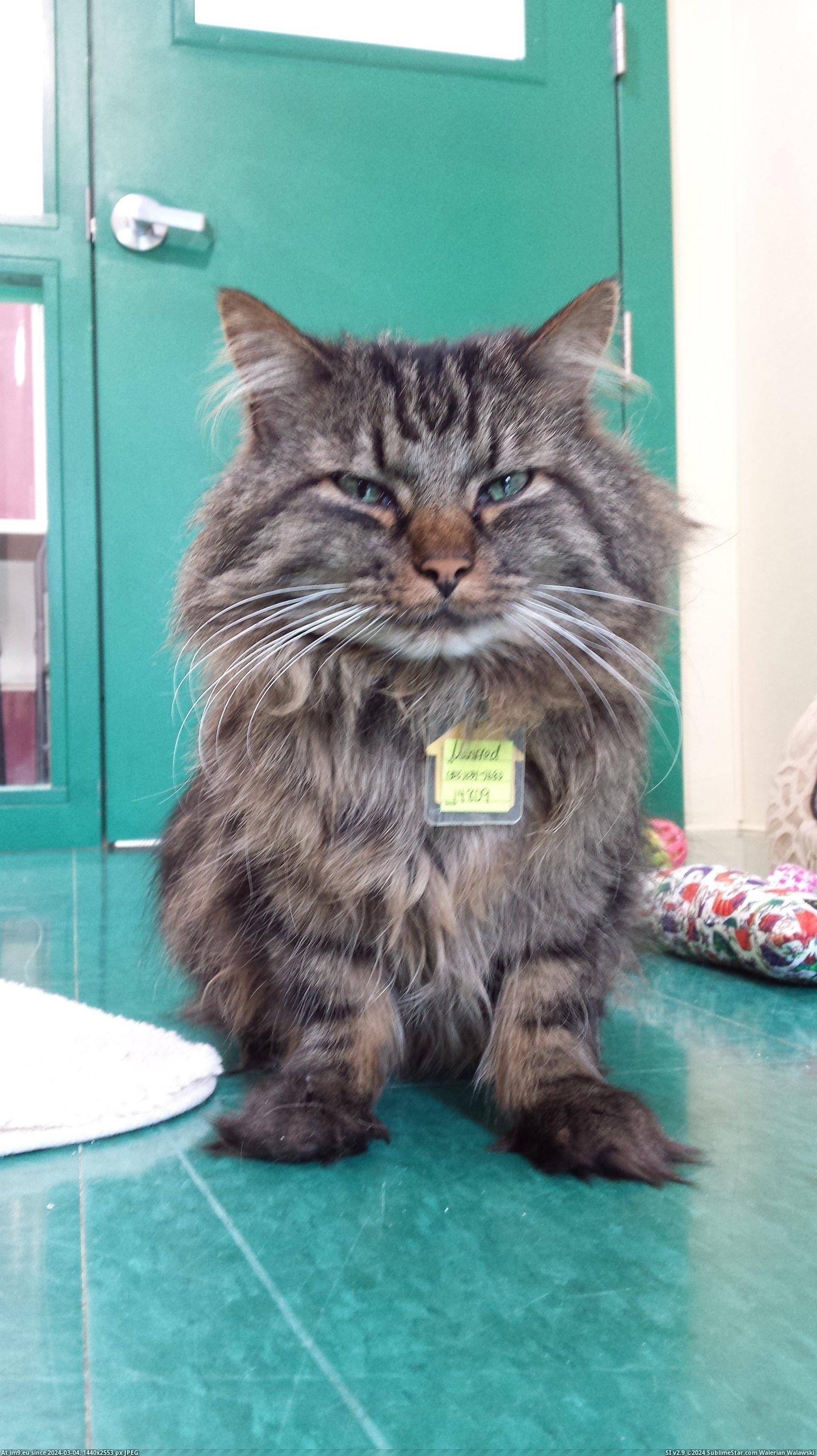 #Cats #Cat #Volunteer #Fierce #Manfred #Sweet #Shelter [Cats] I couldn't get over this cat, Manfred, at the shelter where I volunteer. He looks so fierce but is actually very sweet-na Pic. (Image of album My r/CATS favs))