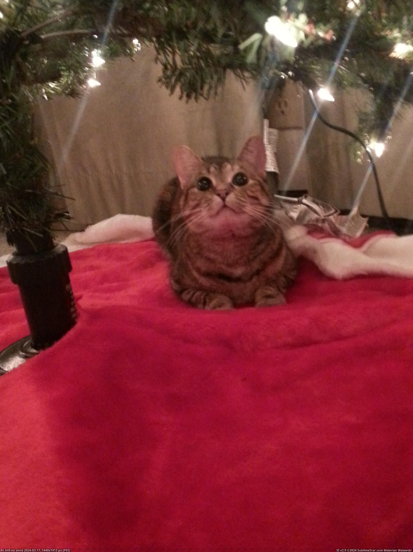 #Cats #She #Claimed #Tree #Put [Cats] I just put the tree up and she already claimed it. Pic. (Bild von album My r/CATS favs))