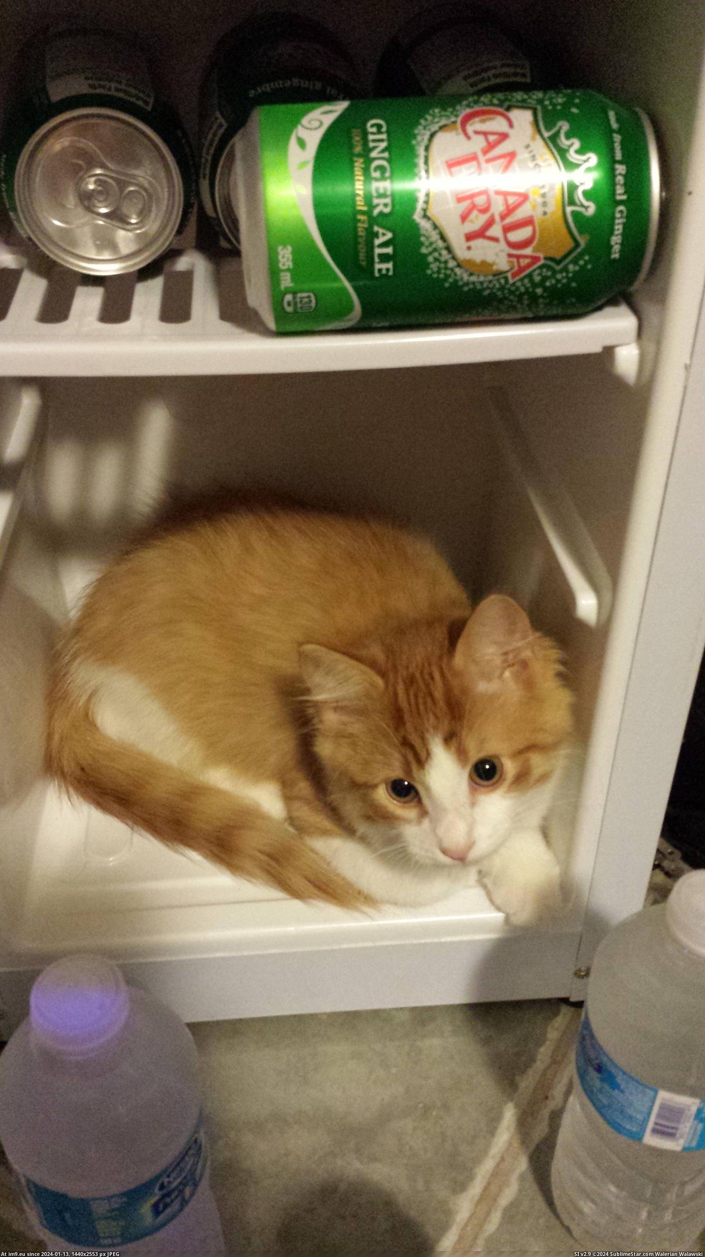 #Cats #Cool #Wanted [Cats] I just wanted to cool off.. Pic. (Bild von album My r/CATS favs))