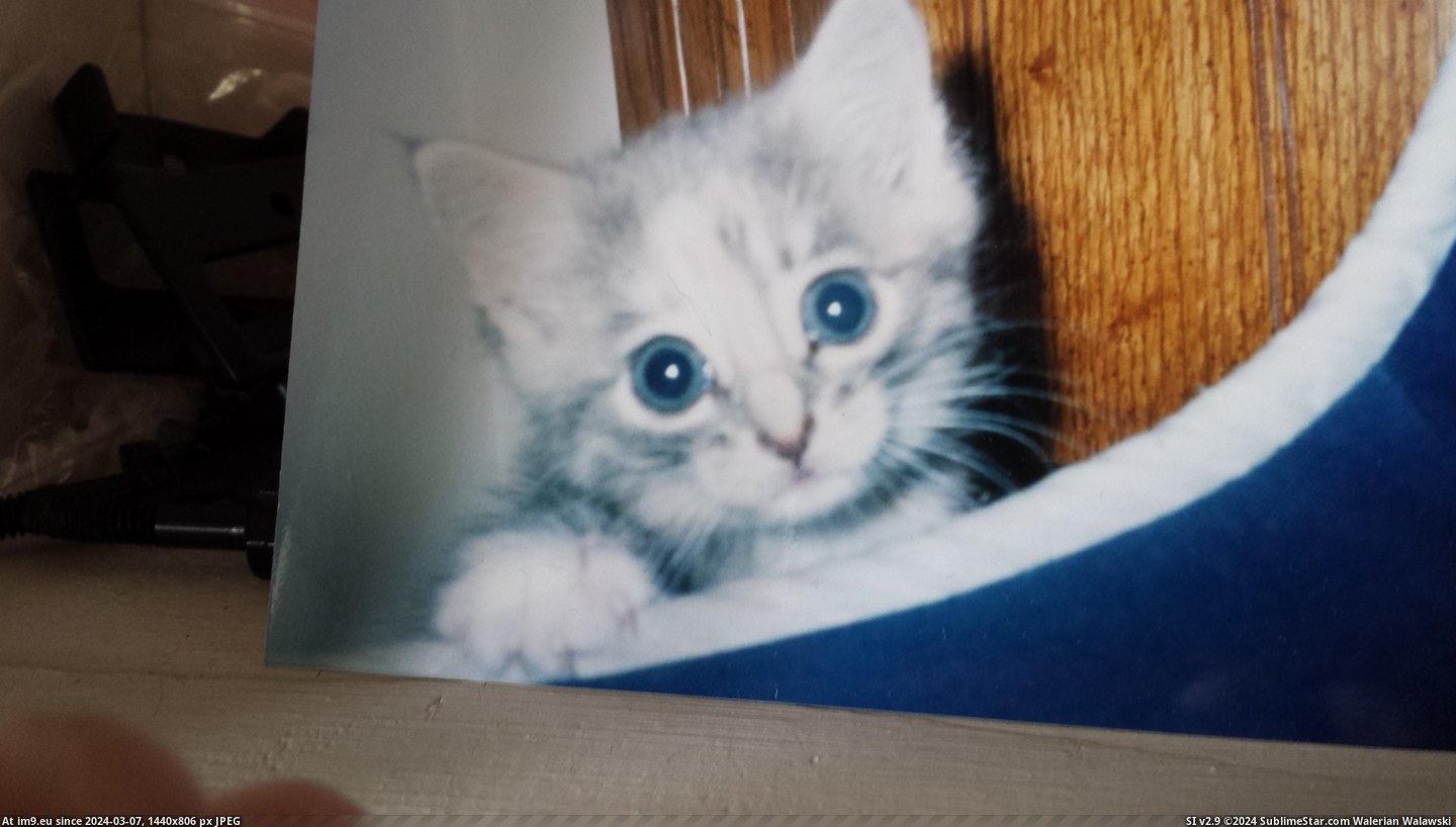#Teen #Cats #Blue #Hard #Kitten #Eyes #Party #Giving [Cats] I rescued an abused kitten at a party when I was a teen. They were giving poor little blue eyes hard drugs and throwing i Pic. (Изображение из альбом My r/CATS favs))