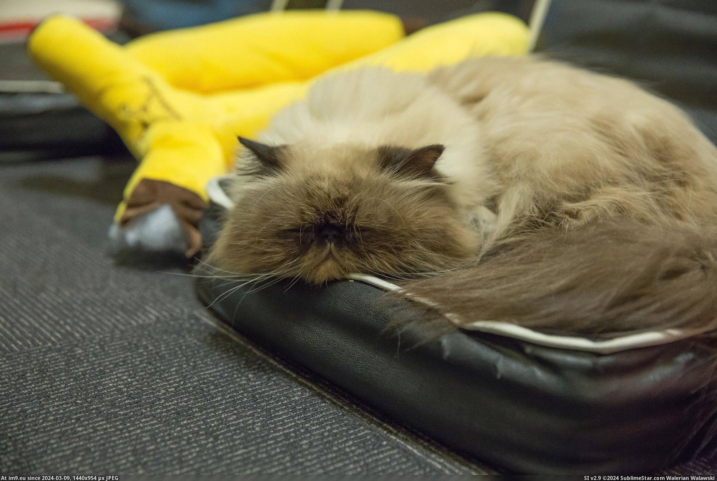 #Cats #Cat #Visited #Tokyo #Cafe [Cats] I visited a cat cafe in Tokyo... 1 Pic. (Bild von album My r/CATS favs))