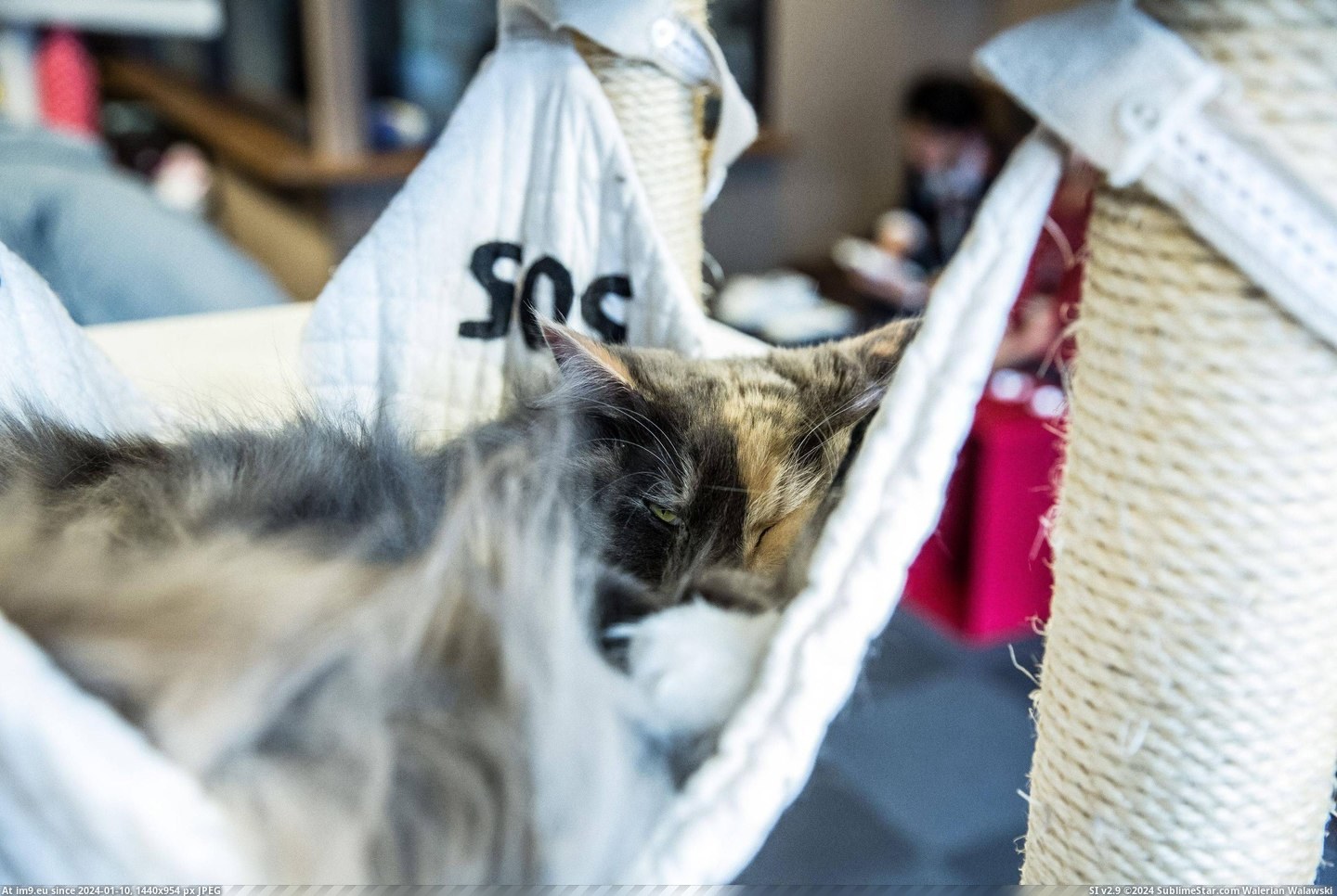 #Cats #Cat #Visited #Tokyo #Cafe [Cats] I visited a cat cafe in Tokyo... 12 Pic. (Bild von album My r/CATS favs))