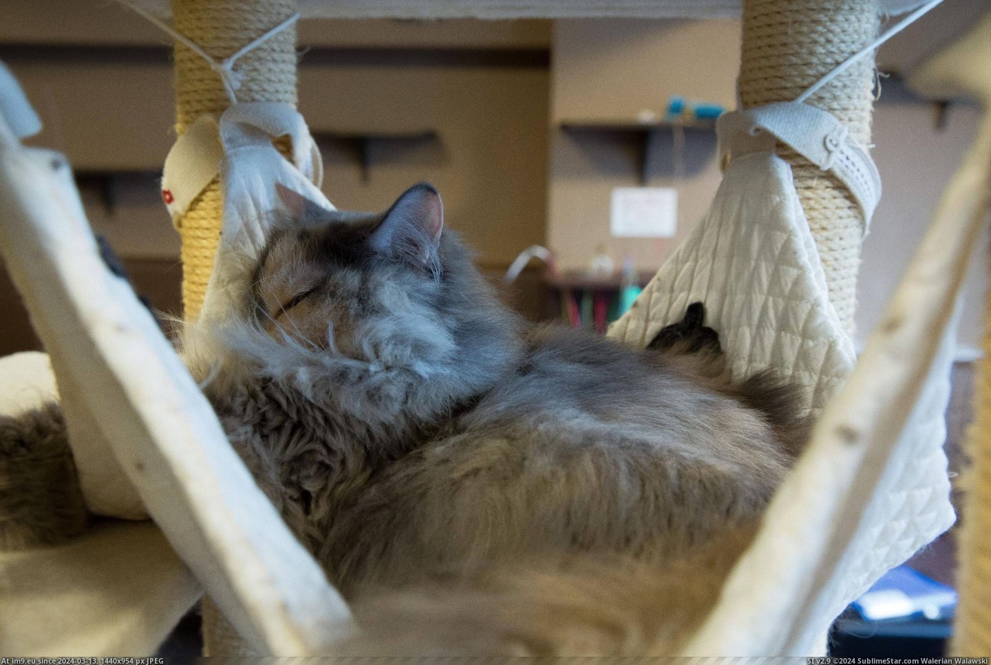 #Cats #Cat #Visited #Tokyo #Cafe [Cats] I visited a cat cafe in Tokyo... 18 Pic. (Bild von album My r/CATS favs))