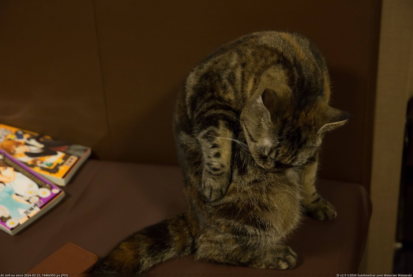 #Cats #Cat #Visited #Tokyo #Cafe [Cats] I visited a cat cafe in Tokyo... 6 Pic. (Bild von album My r/CATS favs))