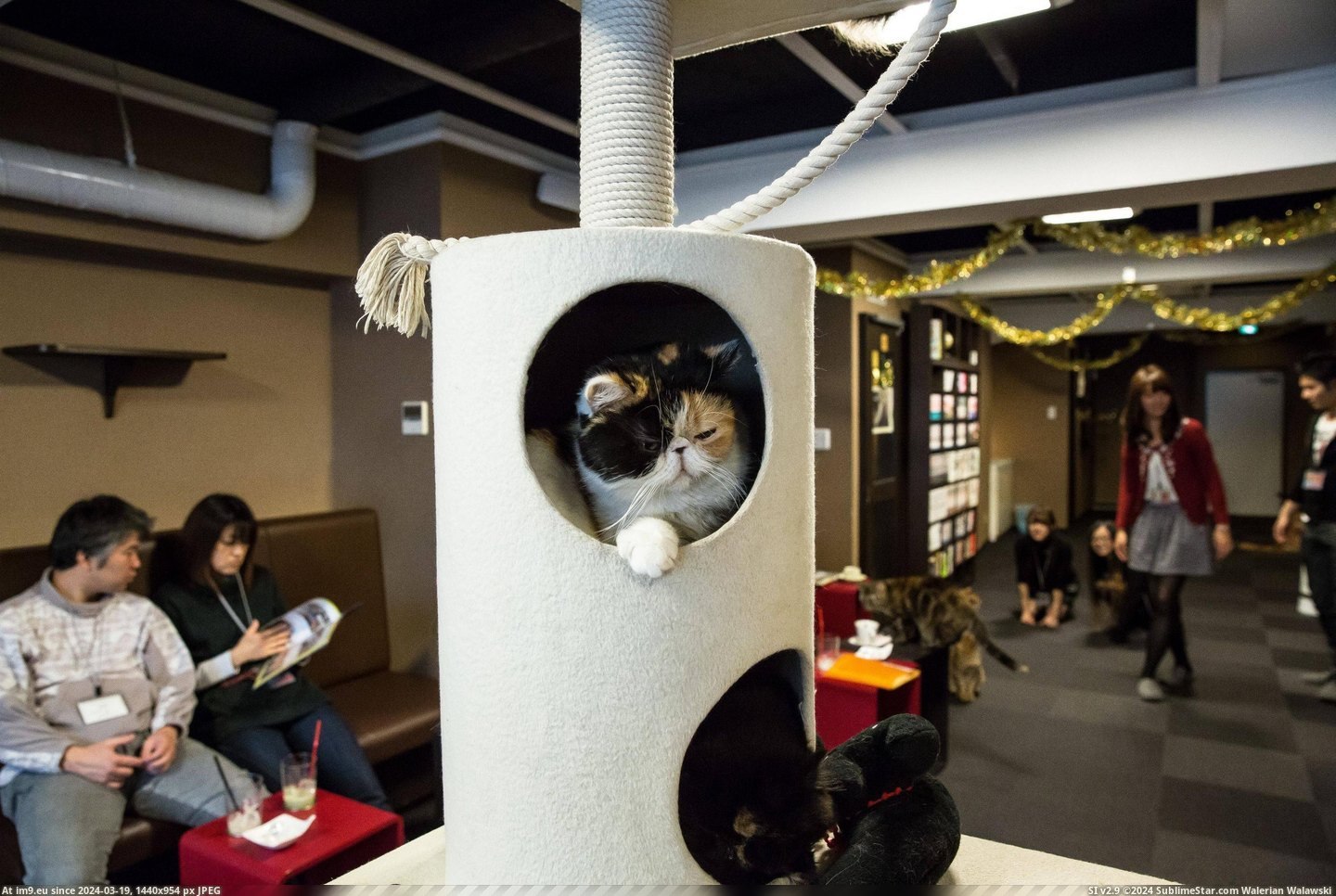 #Cats #Cat #Visited #Tokyo #Cafe [Cats] I visited a cat cafe in Tokyo... 8 Pic. (Image of album My r/CATS favs))