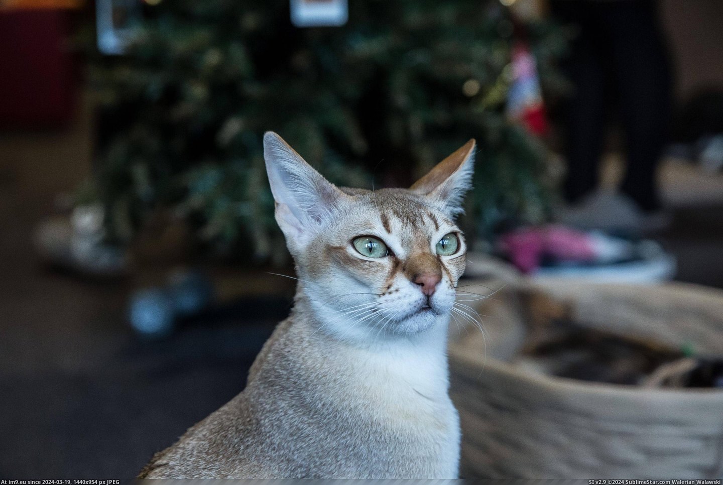 #Cats #Cat #Visited #Tokyo #Cafe [Cats] I visited a cat cafe in Tokyo... 9 Pic. (Bild von album My r/CATS favs))