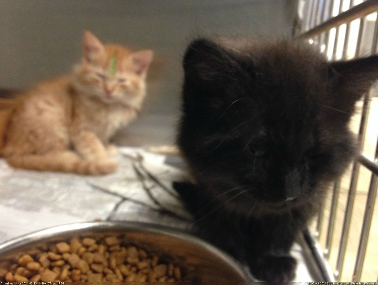#Cats #Local #Kittens #Vet #Volunteer #Assistant #Shelt #Shelter #Access #Tech #Services [Cats] I volunteer as a tech assistant at my local shelter and have access into vet services. These are the kittens at the shelt Pic. (Image of album My r/CATS favs))