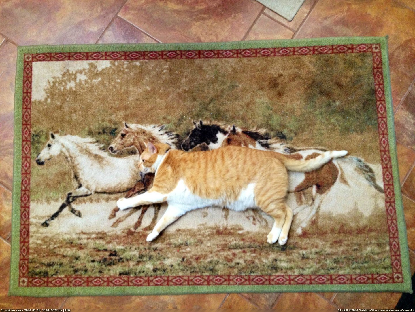 #Cats #Horses #Wanna [Cats] 'I wanna be, where the horses are...' Pic. (Obraz z album My r/CATS favs))