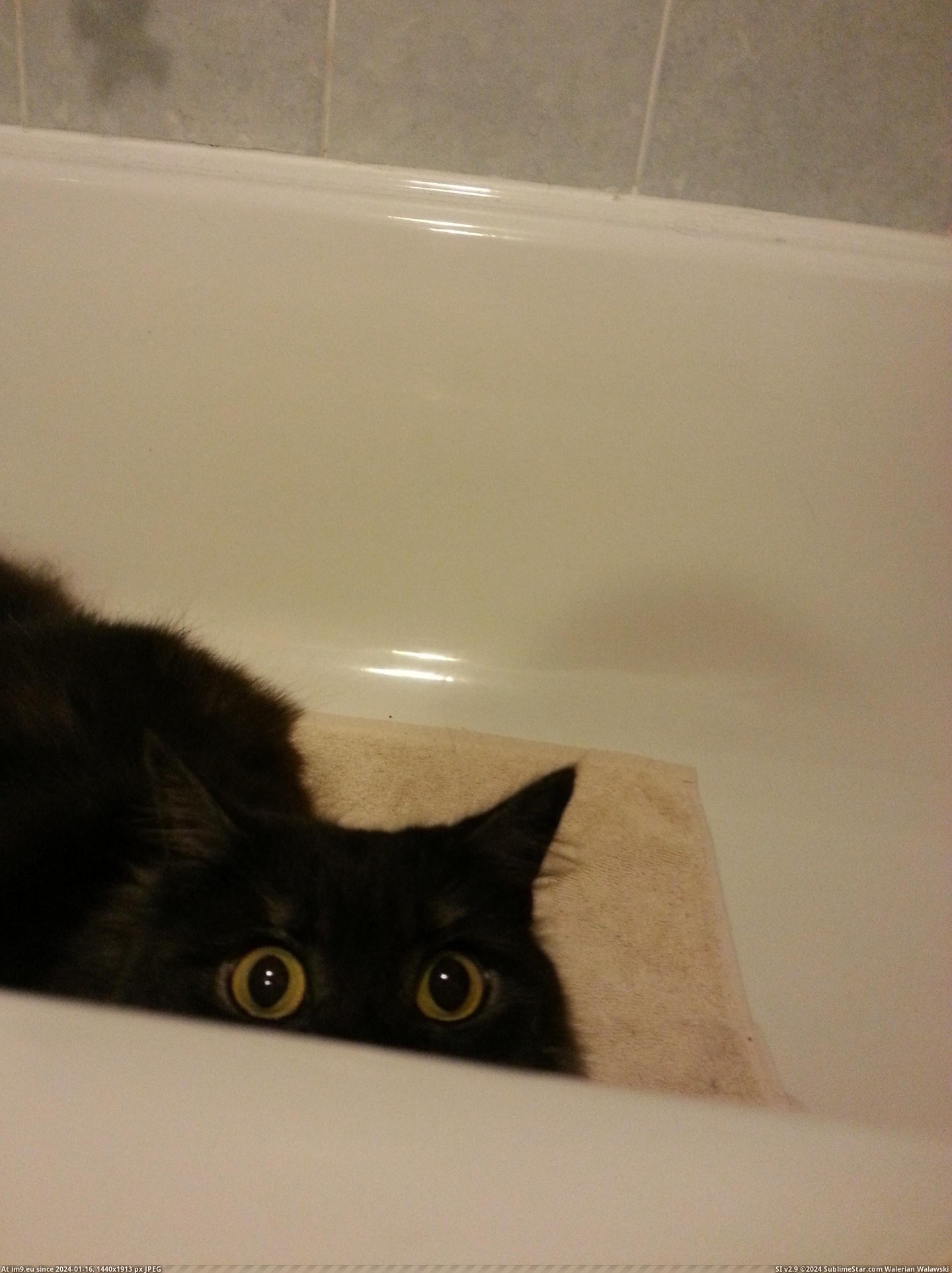 #Cats  #Watch [Cats] I watch you pee Pic. (Obraz z album My r/CATS favs))