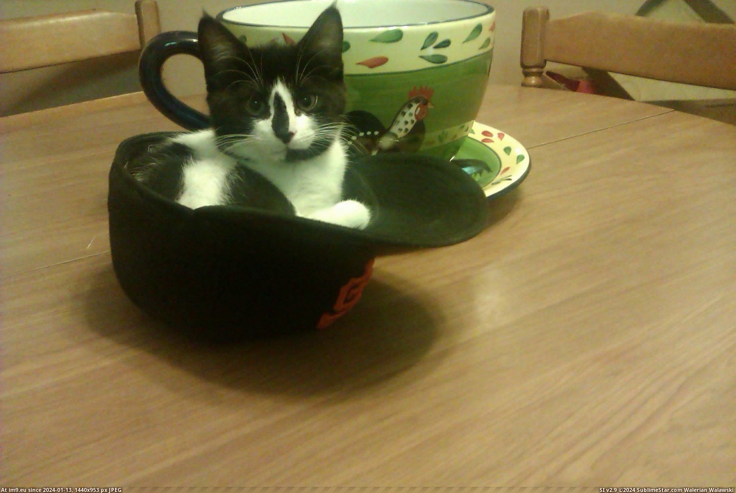 #Cats #Fits #Sits [Cats] If I fits, I sits! Pic. (Bild von album My r/CATS favs))