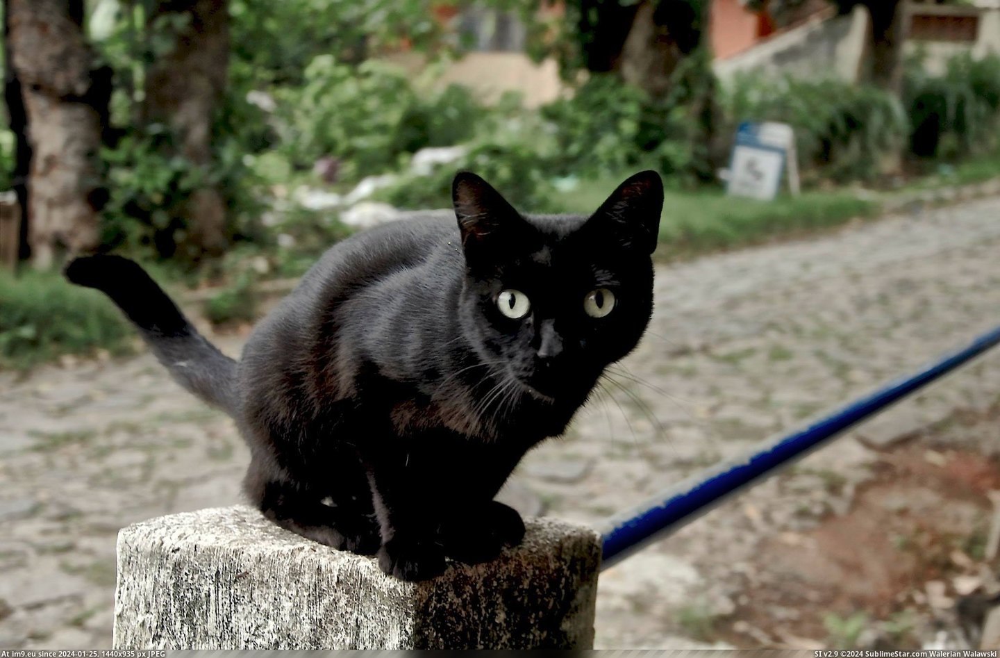 #Cats #Cat #Curious #Street #Brazilian [Cats] Just a Curious Brazilian Street Cat Pic. (Obraz z album My r/CATS favs))