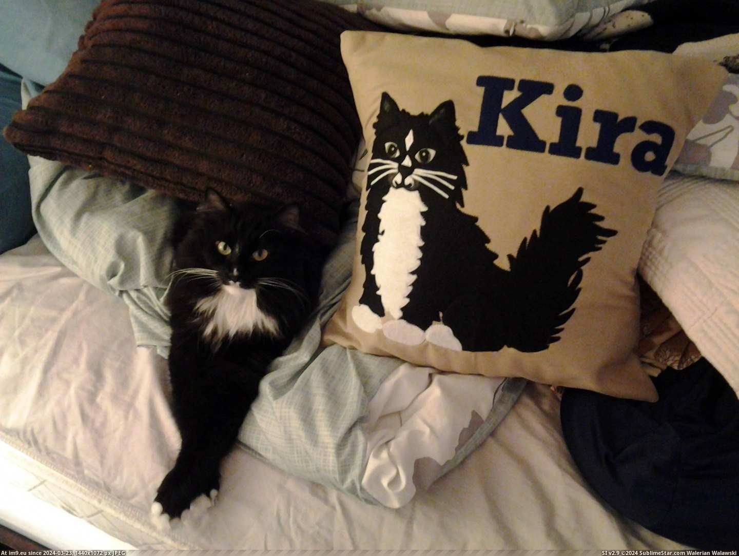 #Cats #Kira #Pillow #Posing [Cats] Kira posing next to her pillow Pic. (Bild von album My r/CATS favs))