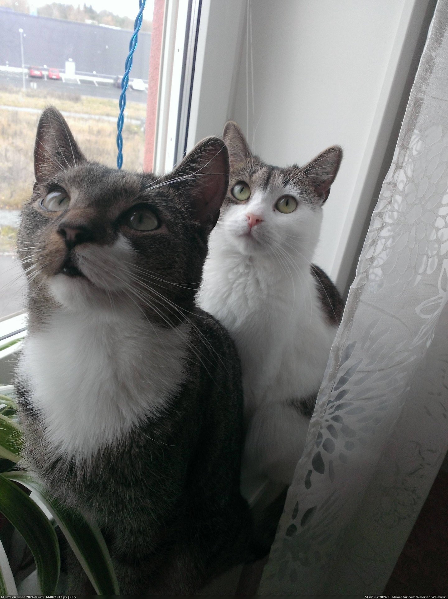 #Cats #Son #Mother [Cats] Like mother, like son Pic. (Bild von album My r/CATS favs))