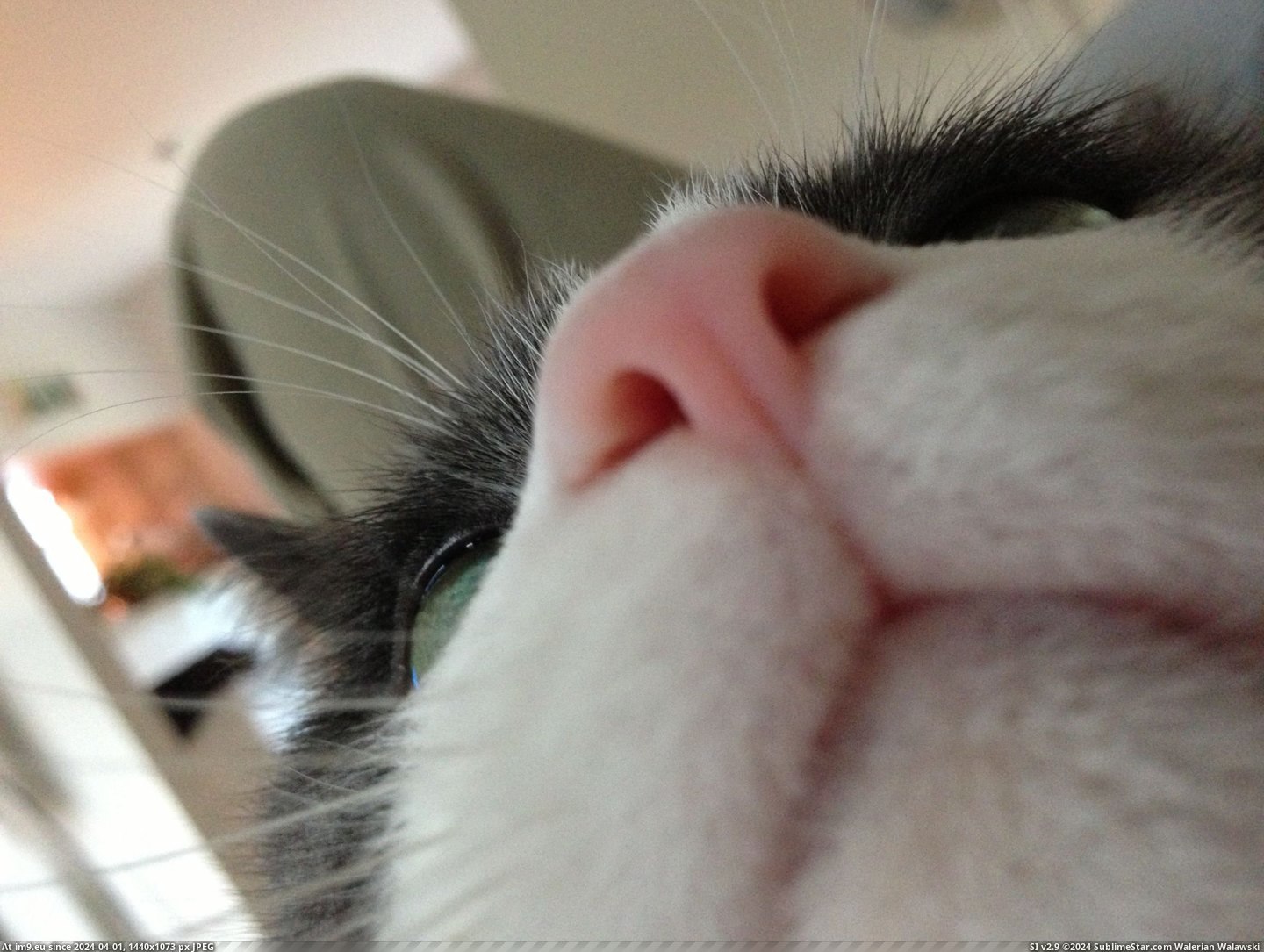 #Cats #Hooman #Nose [Cats] Look at my nose, hooman. Pic. (Image of album My r/CATS favs))