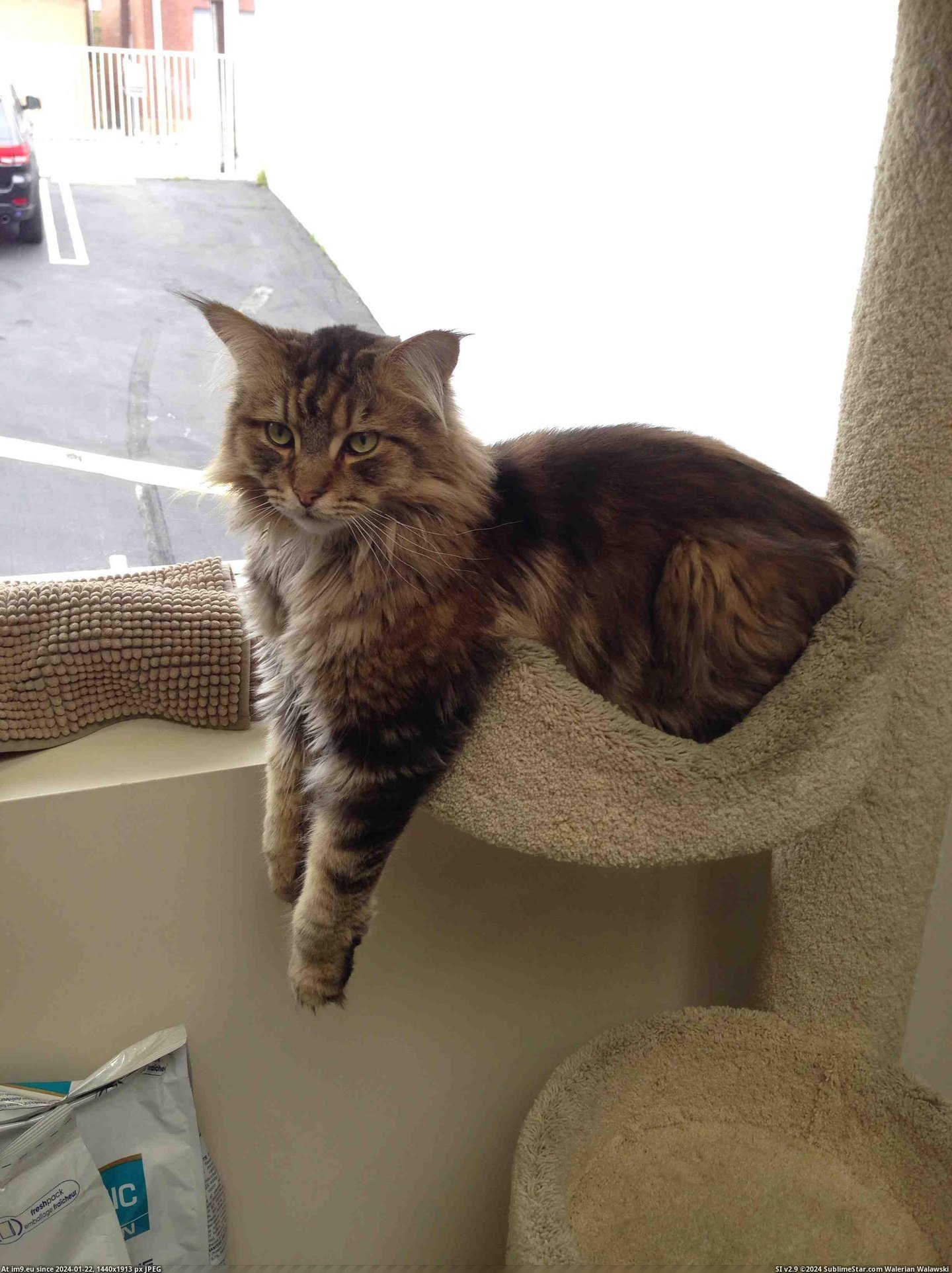 #Cats #Maine #Coon #Armz #Mah #Simon [Cats] 'Look, mah armz.' -Simon the Maine Coon Pic. (Image of album My r/CATS favs))