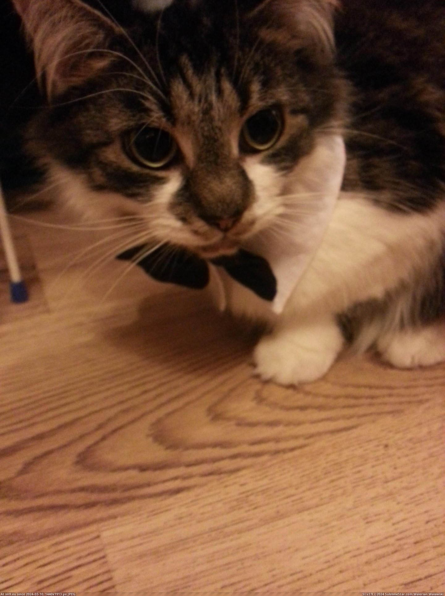 #Cats #For #Dapper #Christmas #Ready [Cats] Looking dapper ready for Christmas Pic. (Obraz z album My r/CATS favs))
