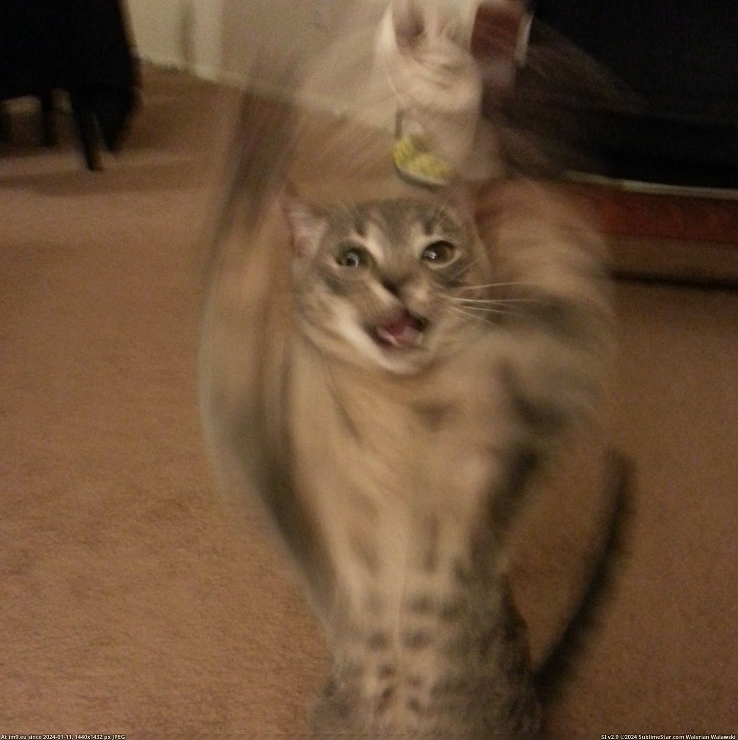 #Cats #Matrix #Kitty [Cats] Matrix kitty Pic. (Image of album My r/CATS favs))