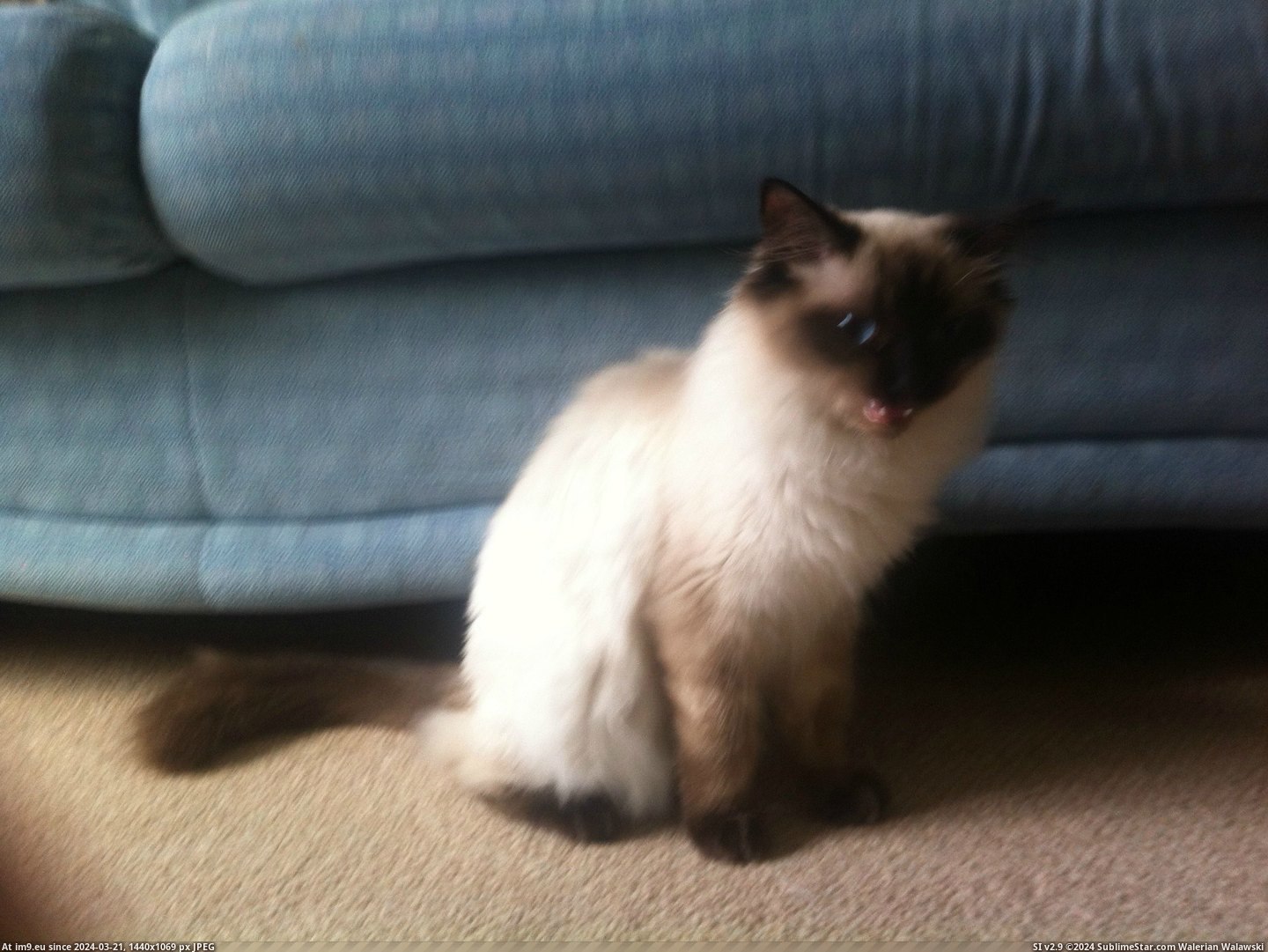 #Cats #Frankie #Meet [Cats] Meet Frankie! 1 Pic. (Obraz z album My r/CATS favs))