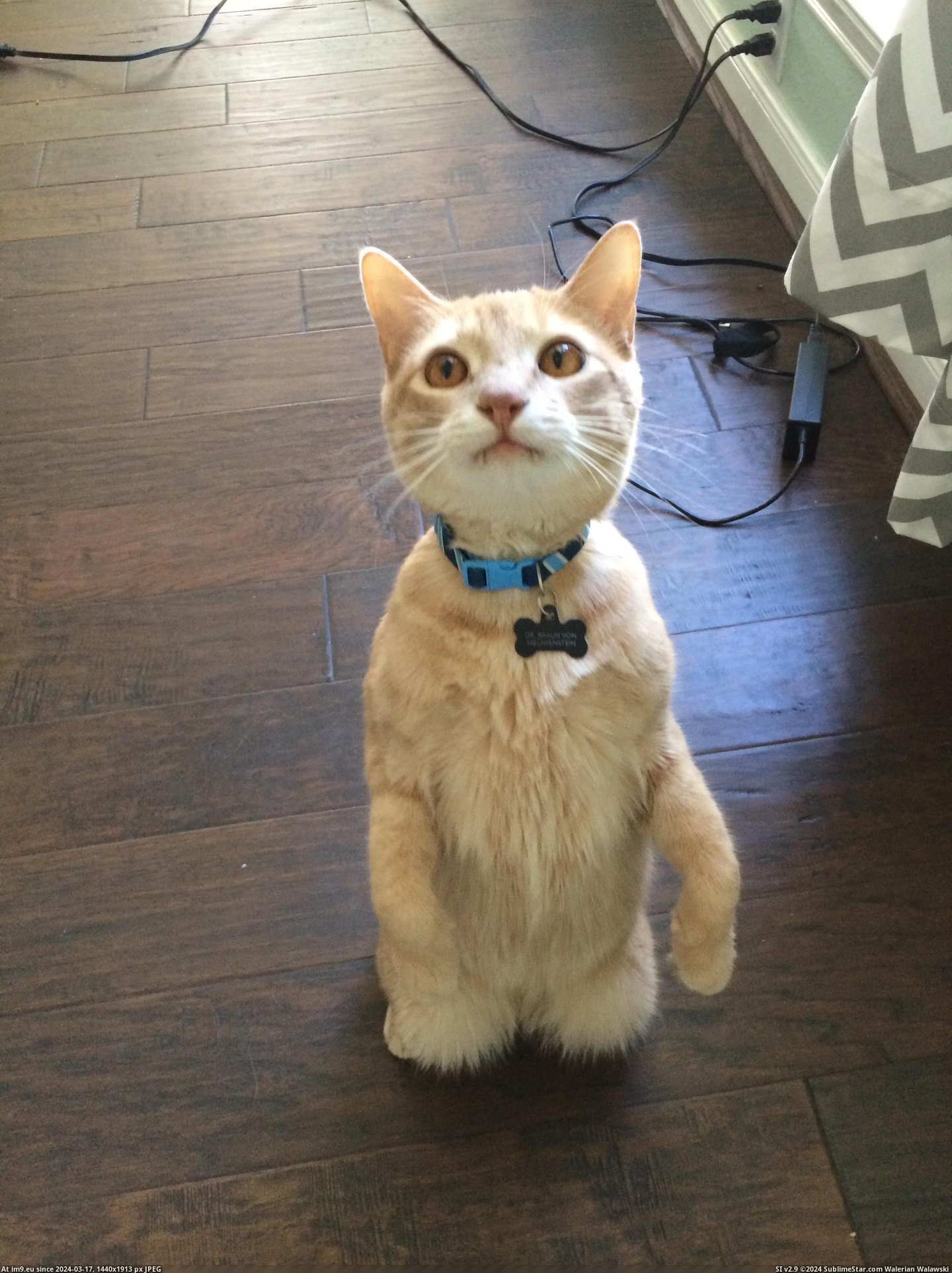 #Cats #Treats #Meowenstein #Sit [Cats] Meowenstein will sit up for treats Pic. (Image of album My r/CATS favs))