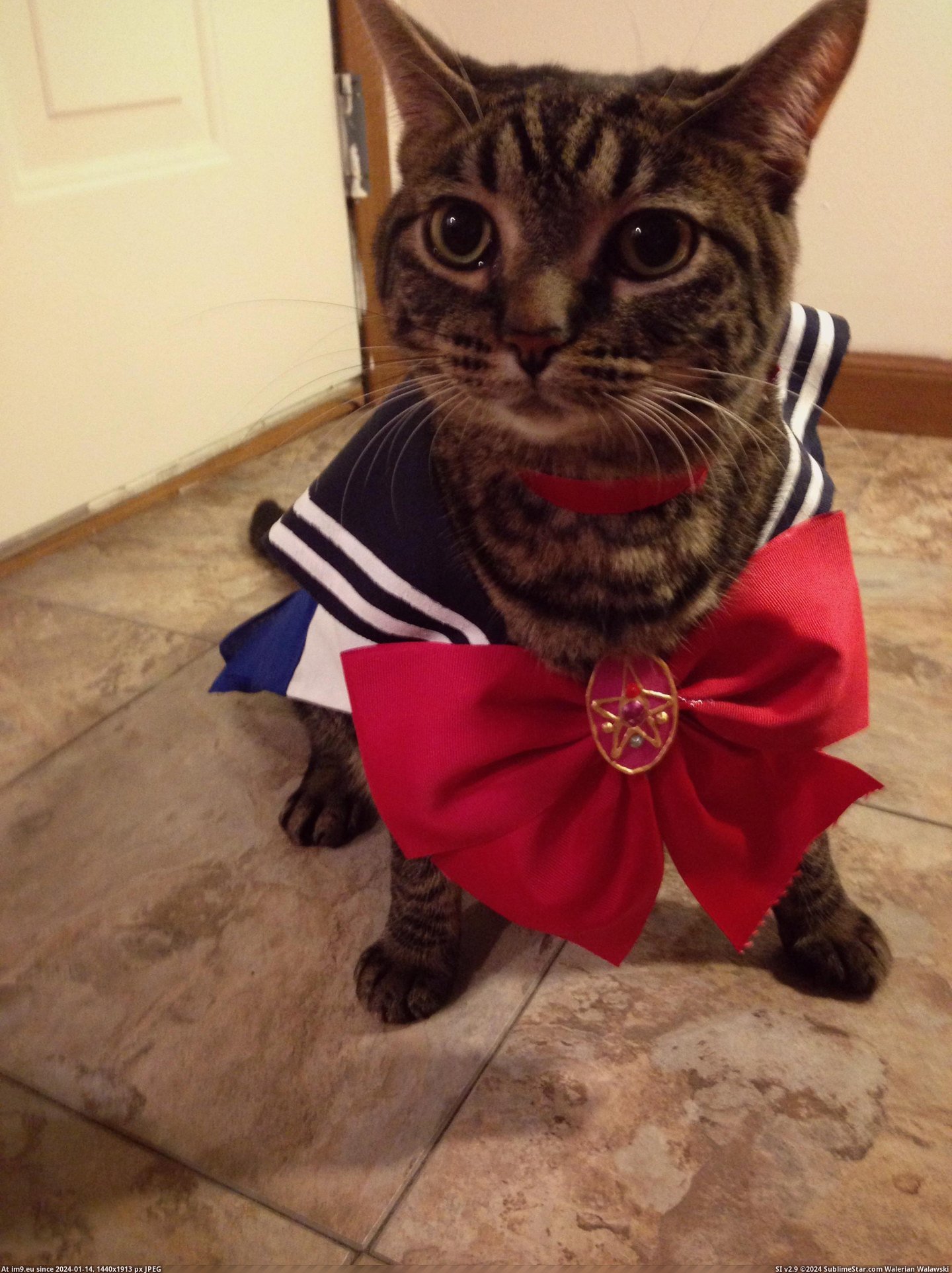 #Cats #One #Eating #Running #Sailor #Named #Belly #Moonlight #Meow #Rub [Cats] Meowing loudly by moonlight, eating kibble by daylight. Never running from a belly rub! She is the one named Sailor Meow! Pic. (Image of album My r/CATS favs))