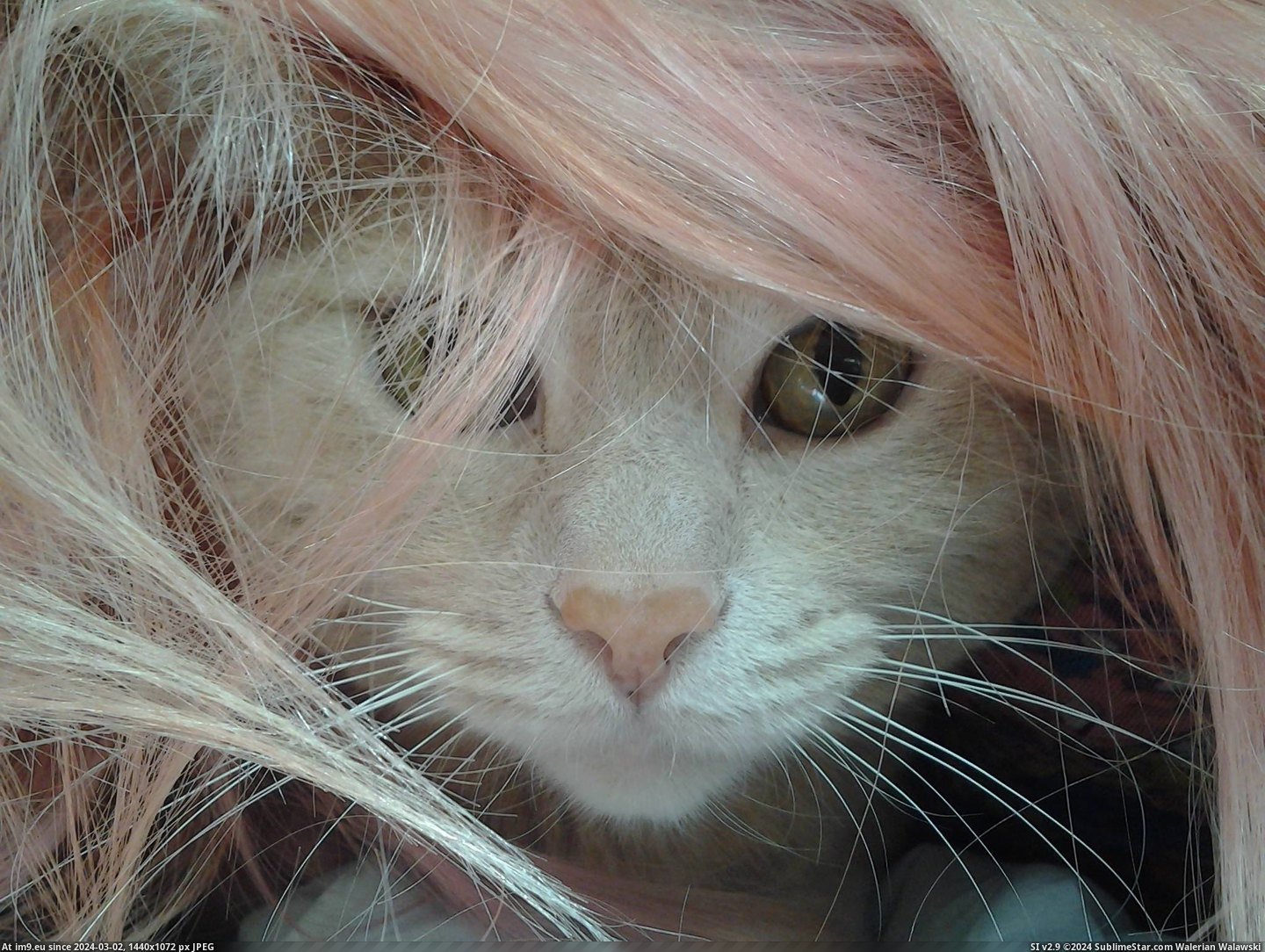 #Cats #Hair #Fierce #Moe #Wearing #Girlfriends [Cats] Moe looking so fierce wearing my girlfriends hair Pic. (Image of album My r/CATS favs))