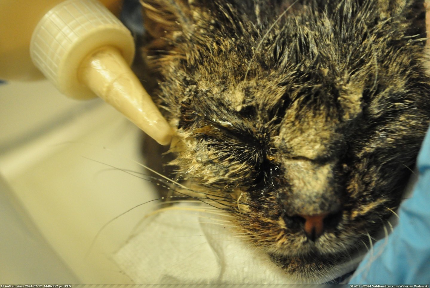#Cats #Cat #Life #Helped #Dying #Blind #Starved #Kitten #Stray #Save [Cats] Mr. Cat - The Dying, Starved, and Blind Stray Kitten we found, and how Reddit helped save his life. 1 Pic. (Image of album My r/CATS favs))