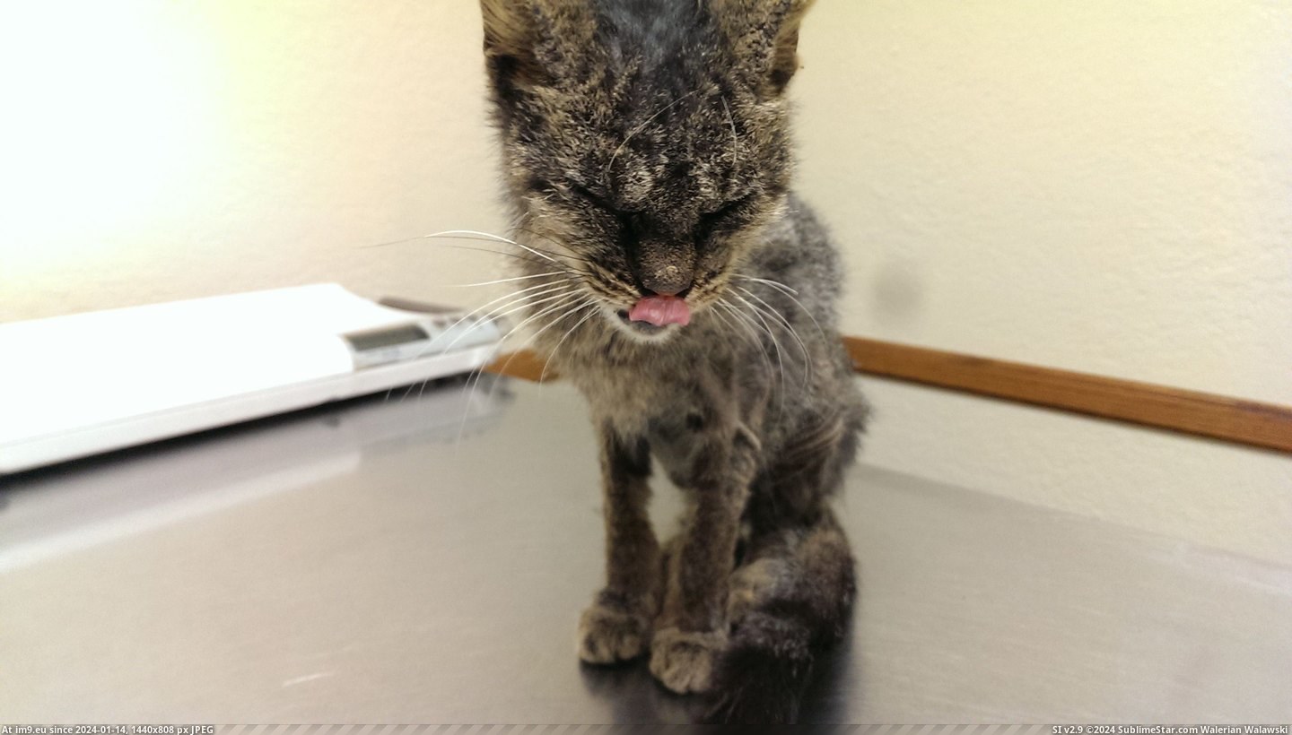 #Cats #Cat #Life #Helped #Dying #Blind #Starved #Kitten #Stray #Save [Cats] Mr. Cat - The Dying, Starved, and Blind Stray Kitten we found, and how Reddit helped save his life. 20 Pic. (Obraz z album My r/CATS favs))