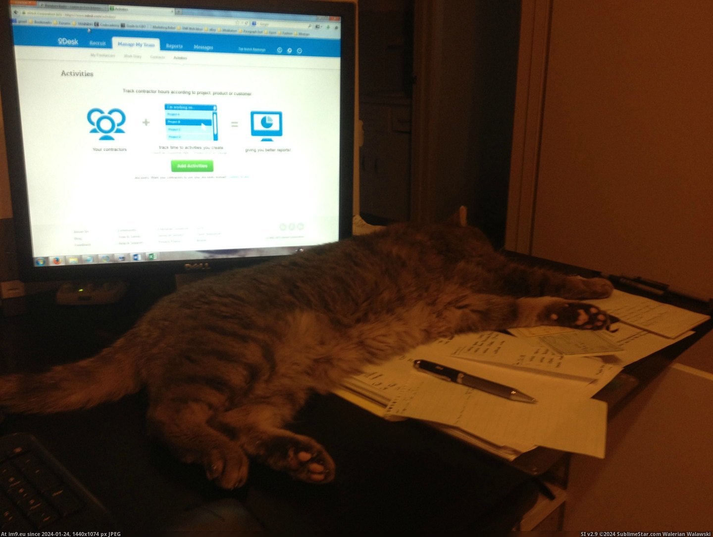 #Cats #Work #Spaces #Kitty #Fucks [Cats] Mr. Kitty still fucks up work spaces 2 Pic. (Bild von album My r/CATS favs))