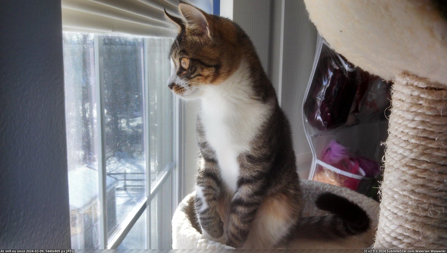 #Cats #Beautiful #Window #Out #Kitten [Cats] My beautiful kitten looking out the window Pic. (Bild von album My r/CATS favs))