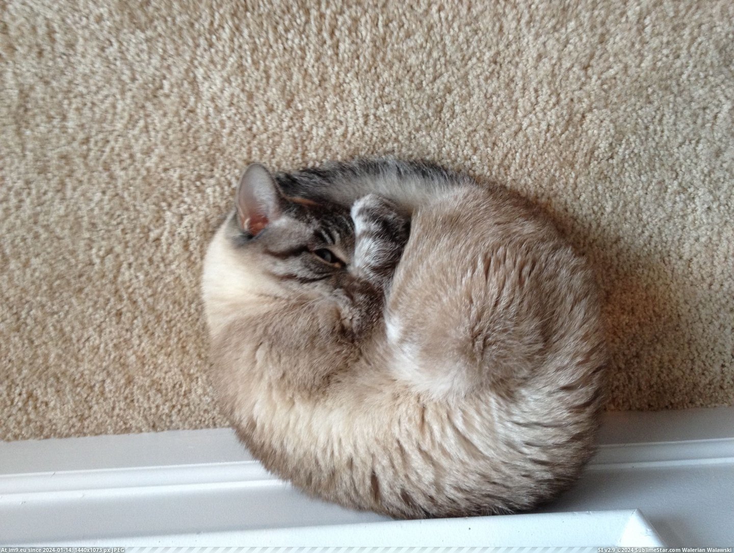 #Cats #One #Was #See #Opened #Nap #Important #Eye #Buddy #Called #Sleep [Cats] My buddy taking a nap. When I called his name, he opened one eye to see if it was important, and then went back to sleep. Pic. (Image of album My r/CATS favs))