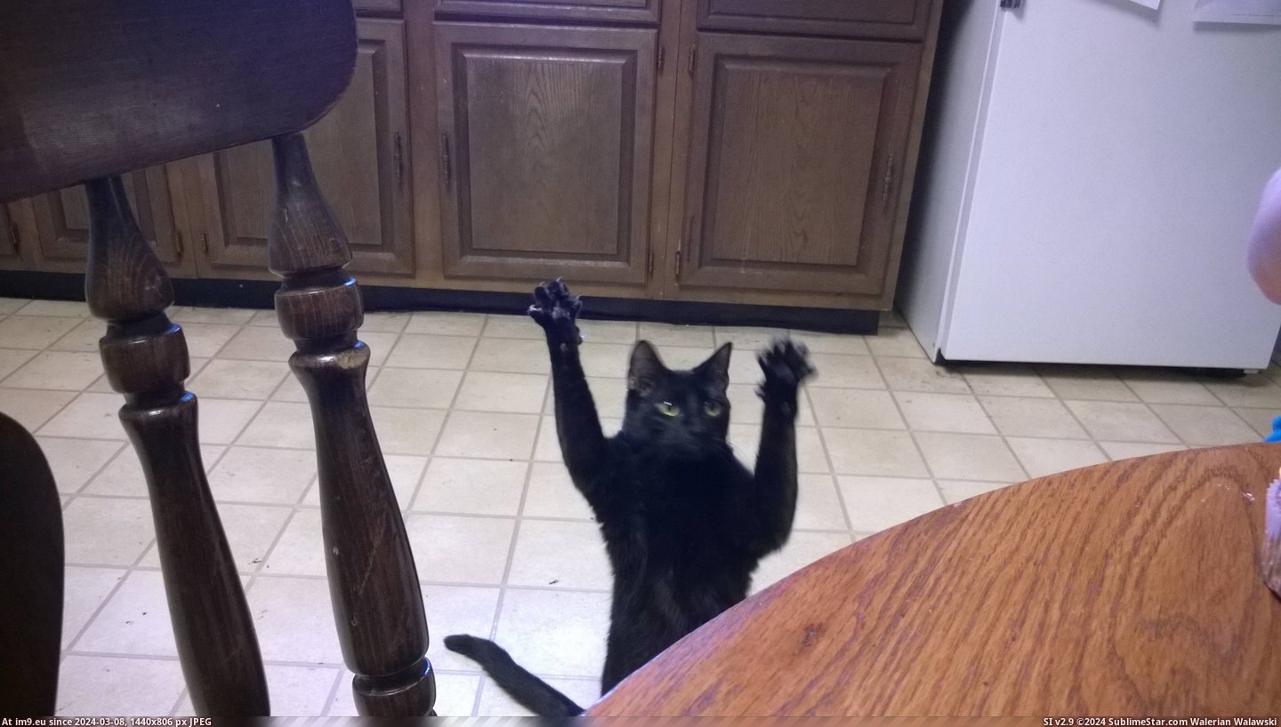 #Cats #Beg #Champ #Cat [Cats] My cat can beg like a champ. Pic. (Image of album My r/CATS favs))