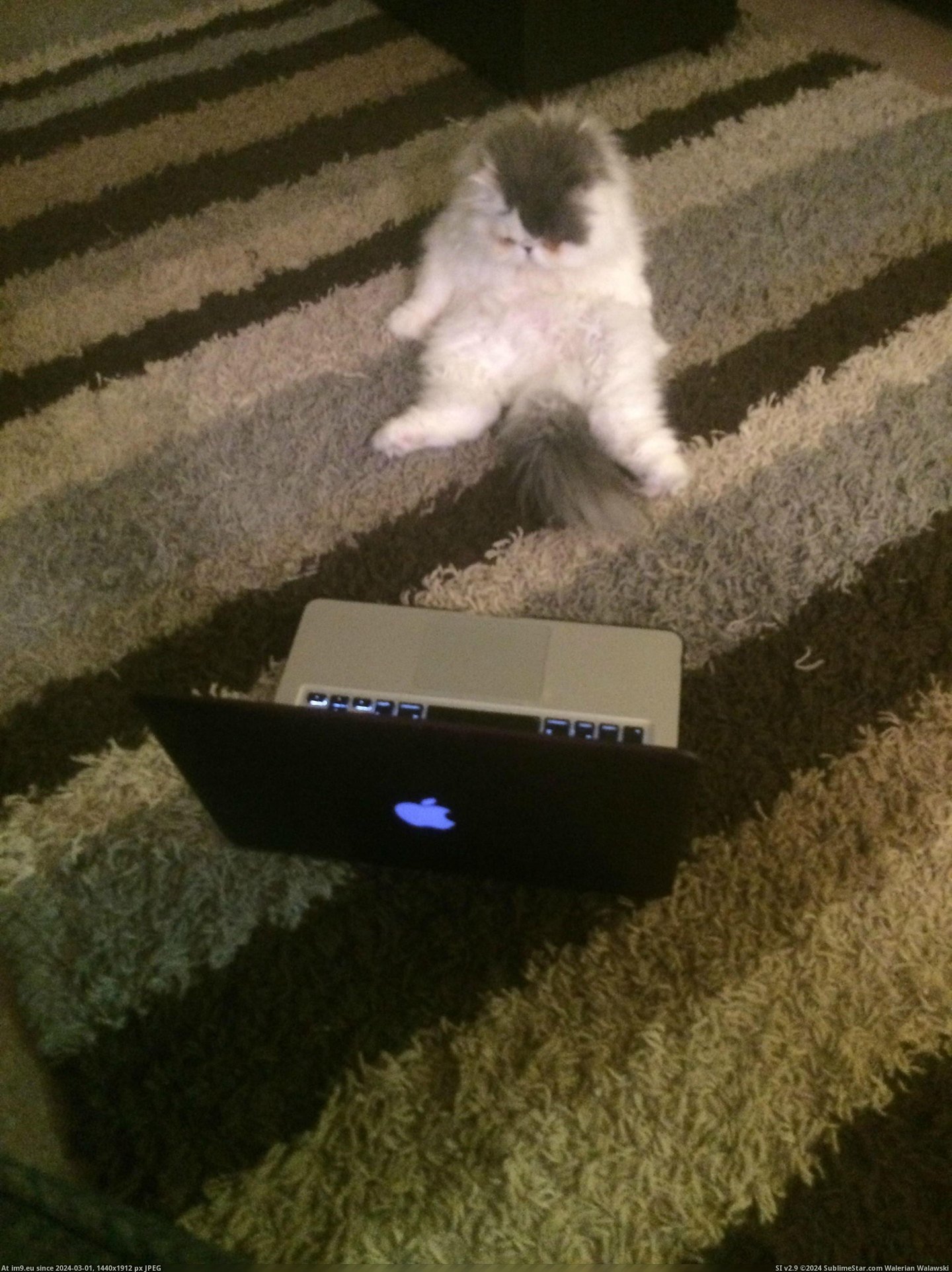 #Cats #Cat #Sit #Netflix #Watch #Loves [Cats] my cat loves to sit around and watch netflix Pic. (Image of album My r/CATS favs))
