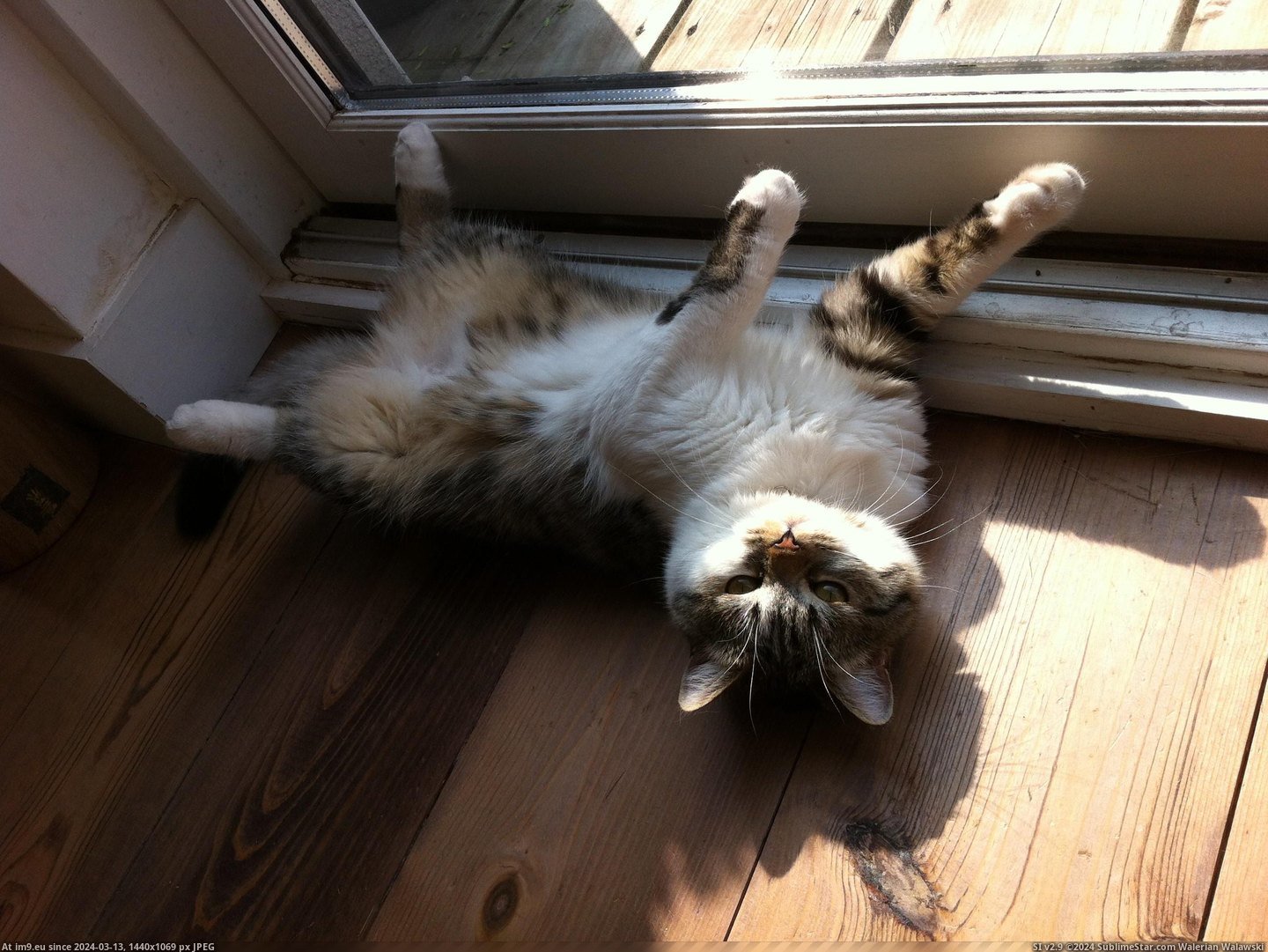 #Cats #Weird #Sleeps #Cat [Cats] My cat sleeps weird. 12 Pic. (Image of album My r/CATS favs))
