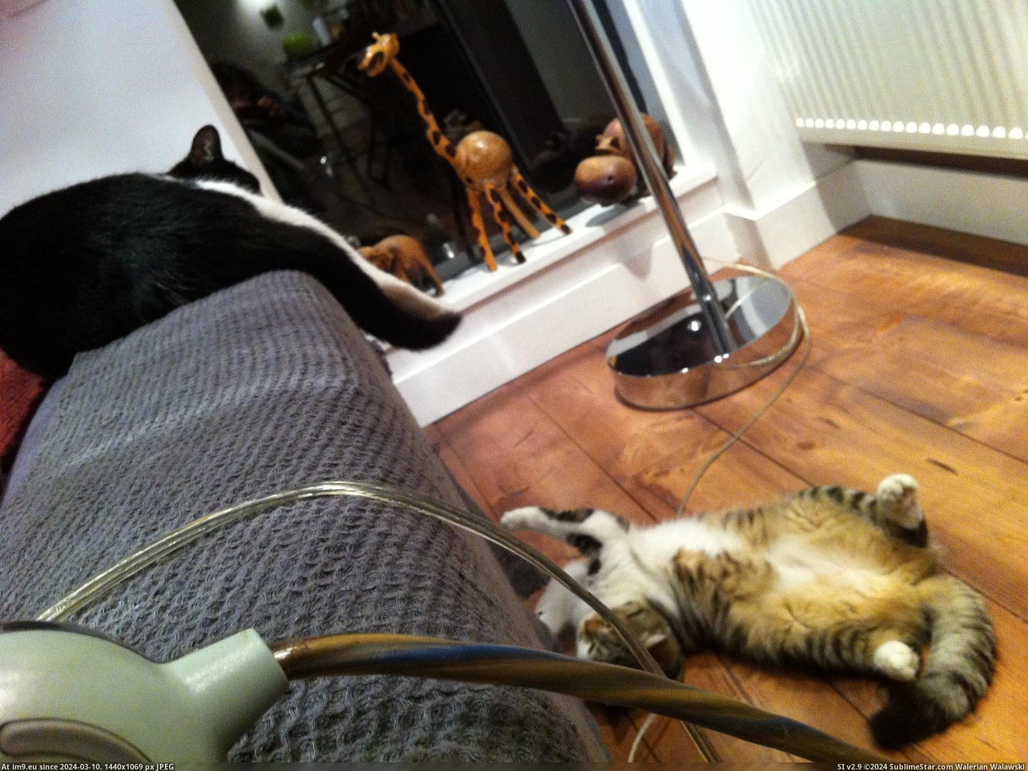 #Cats #Weird #Sleeps #Cat [Cats] My cat sleeps weird. 15 Pic. (Image of album My r/CATS favs))