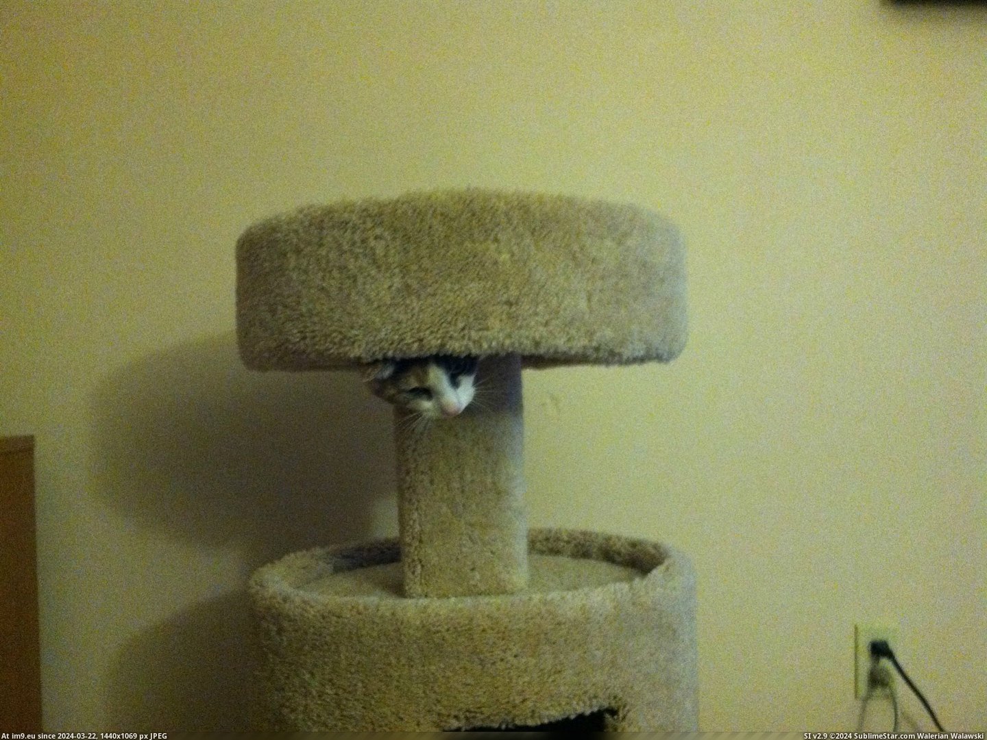 #Cats #Tree #Growing #Cat [Cats] My cat tree seems to be growing a cat :) Pic. (Image of album My r/CATS favs))