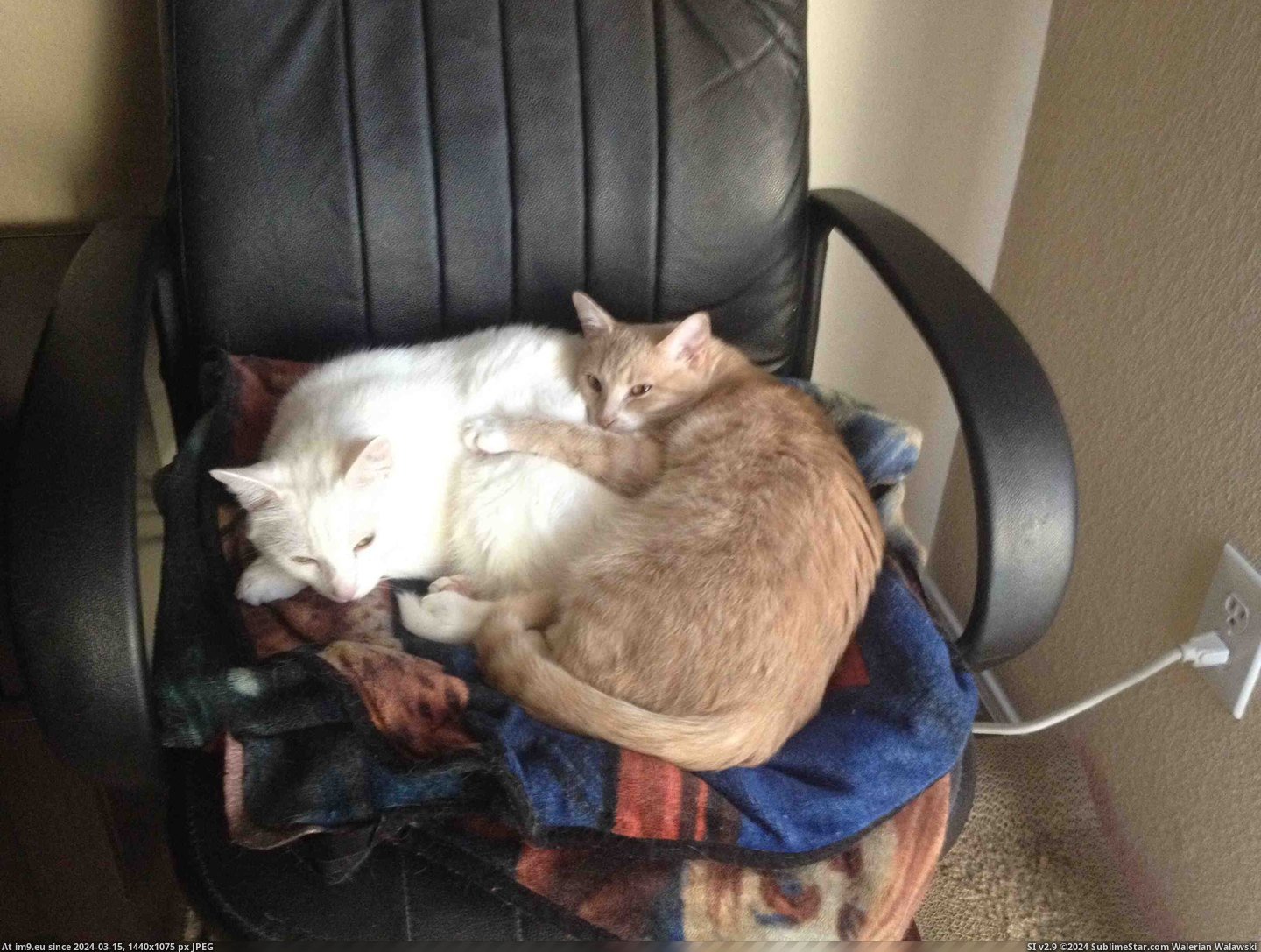 #Cats #Bffs #Adorable [Cats] my cats are seriously adorable BFFs Pic. (Image of album My r/CATS favs))