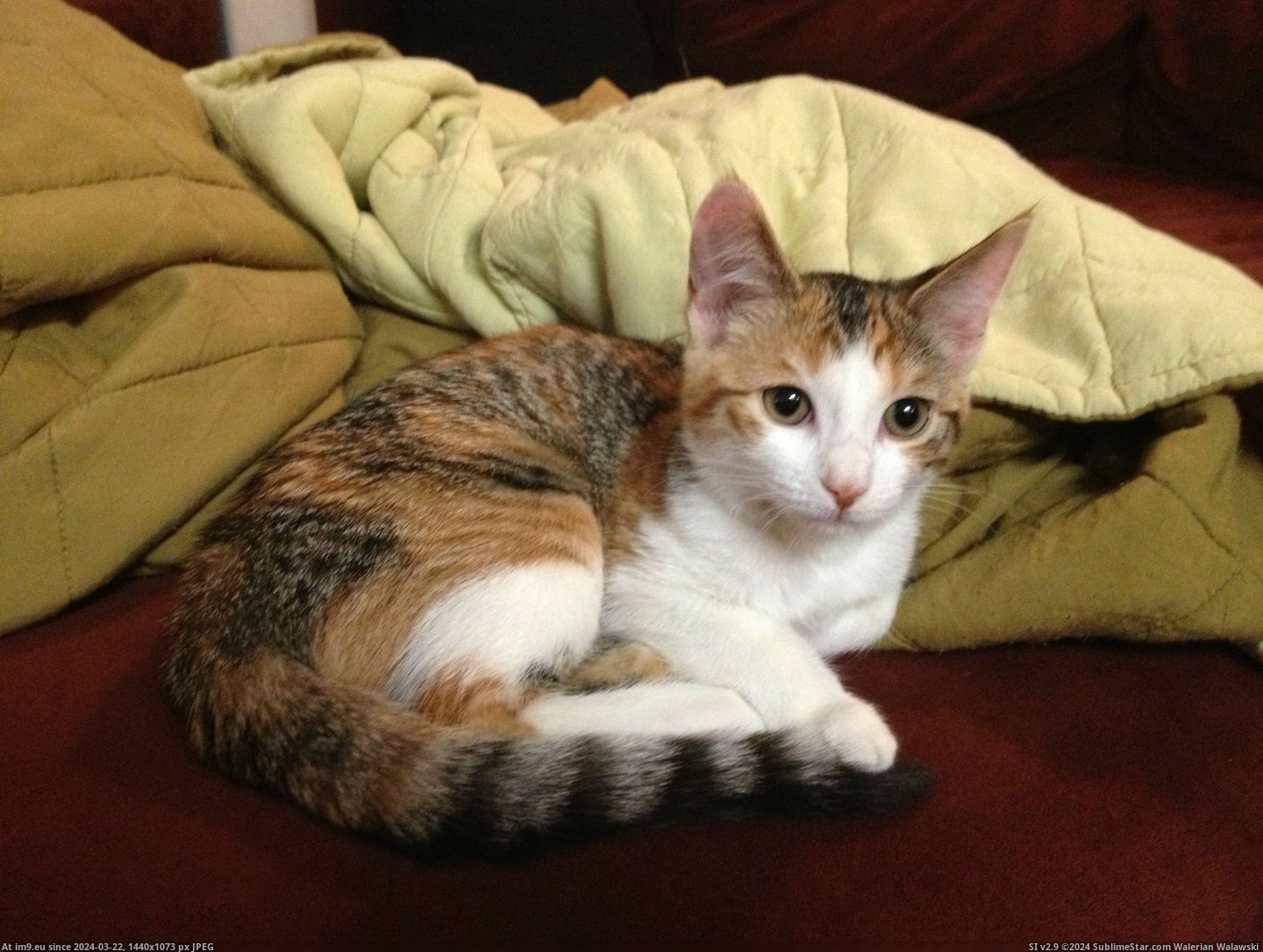 #Cats #Meet #Piper #Cat [Cats] My first cat! Meet Piper. Pic. (Bild von album My r/CATS favs))