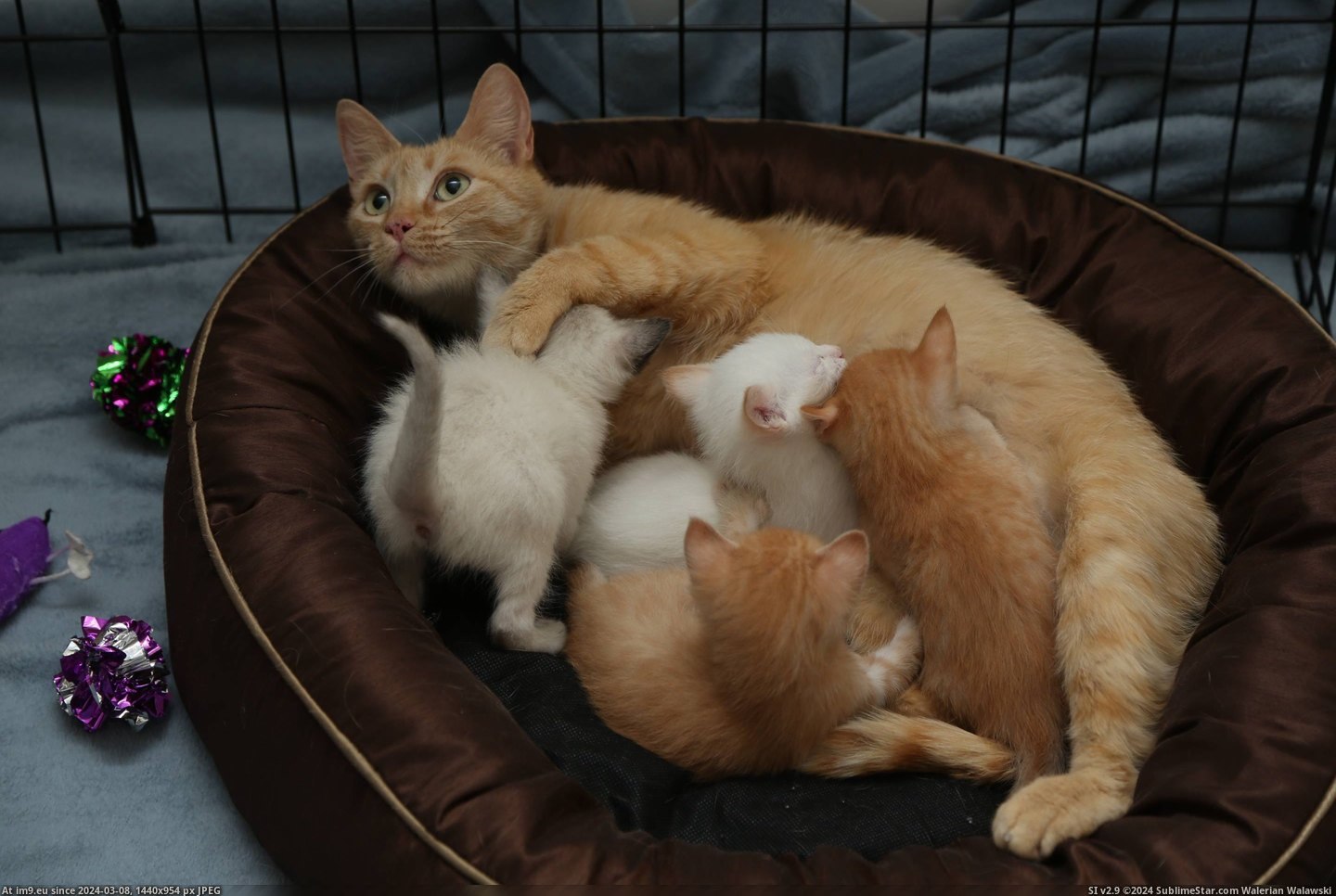 #Cats #Mama #Assignment #Foster #Babies [Cats] My first foster assignment: Mama and her four babies Pic. (Obraz z album My r/CATS favs))