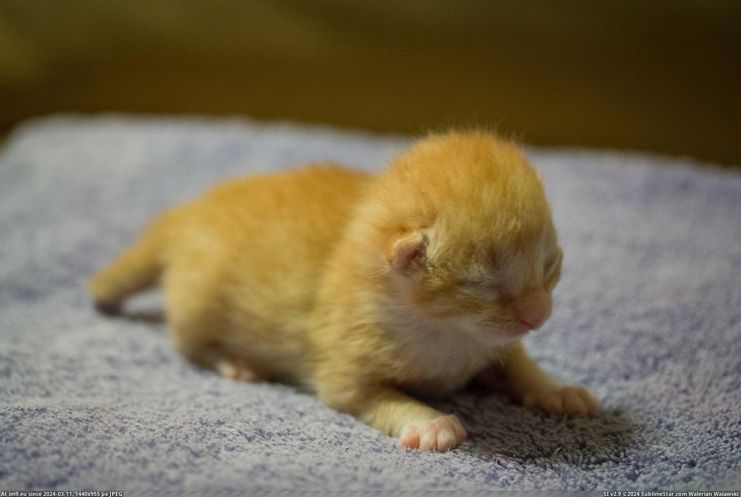 #Cats #Big #Old #Vet #Dropped #Fostering #Girlfriend #Kitten #Week [Cats] My girlfriend is a vet. Someone dropped off this 1 week old kitten today. We are fostering it until it is big enough to a Pic. (Obraz z album My r/CATS favs))