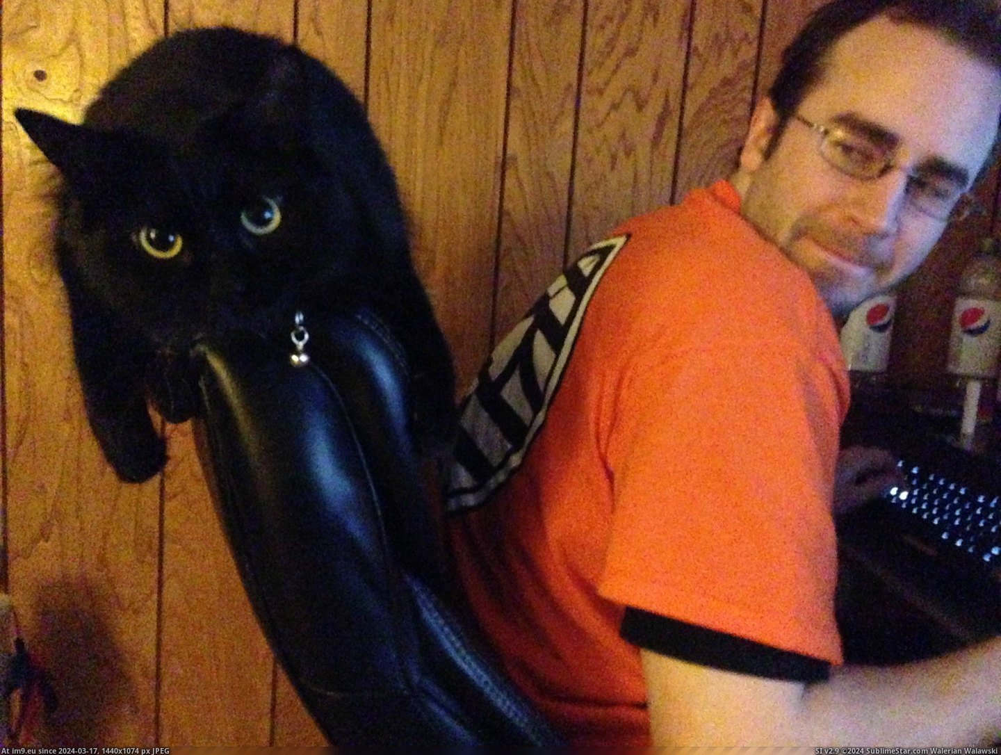 #Cats #Cat #Husband #Chair #Lay #Loves #Rescued #Pound [Cats] My husband and I rescued a cat from the pound, and she loves to lay down like this on the back of his chair. Our other ca Pic. (Image of album My r/CATS favs))