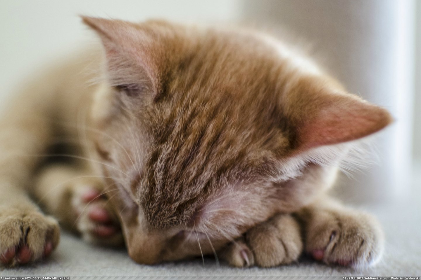 #Cats #Kitten #Nap #Red [Cats] My kitten Red having a nap. Pic. (Image of album My r/CATS favs))
